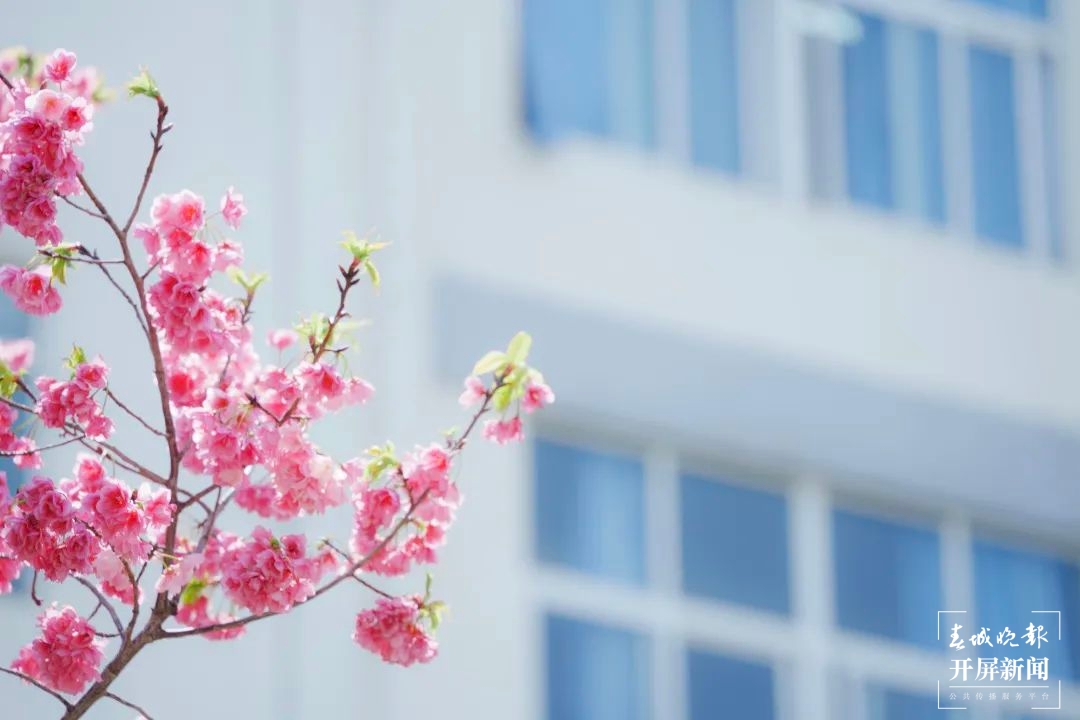 昆一中晋宁学校