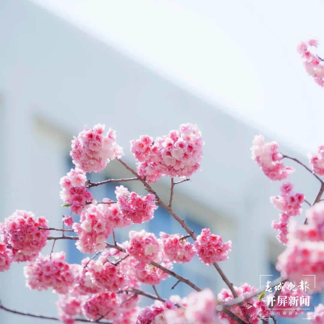 昆一中晋宁学校