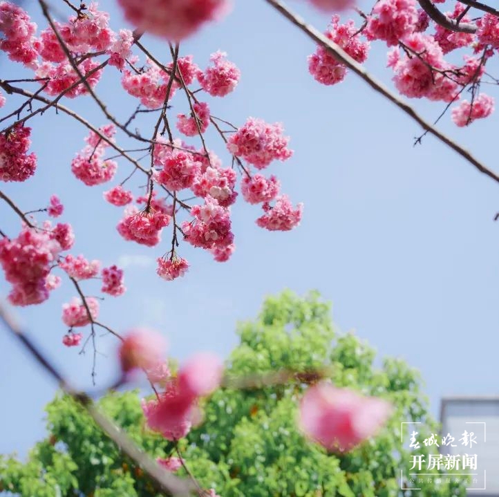 昆一中晋宁学校