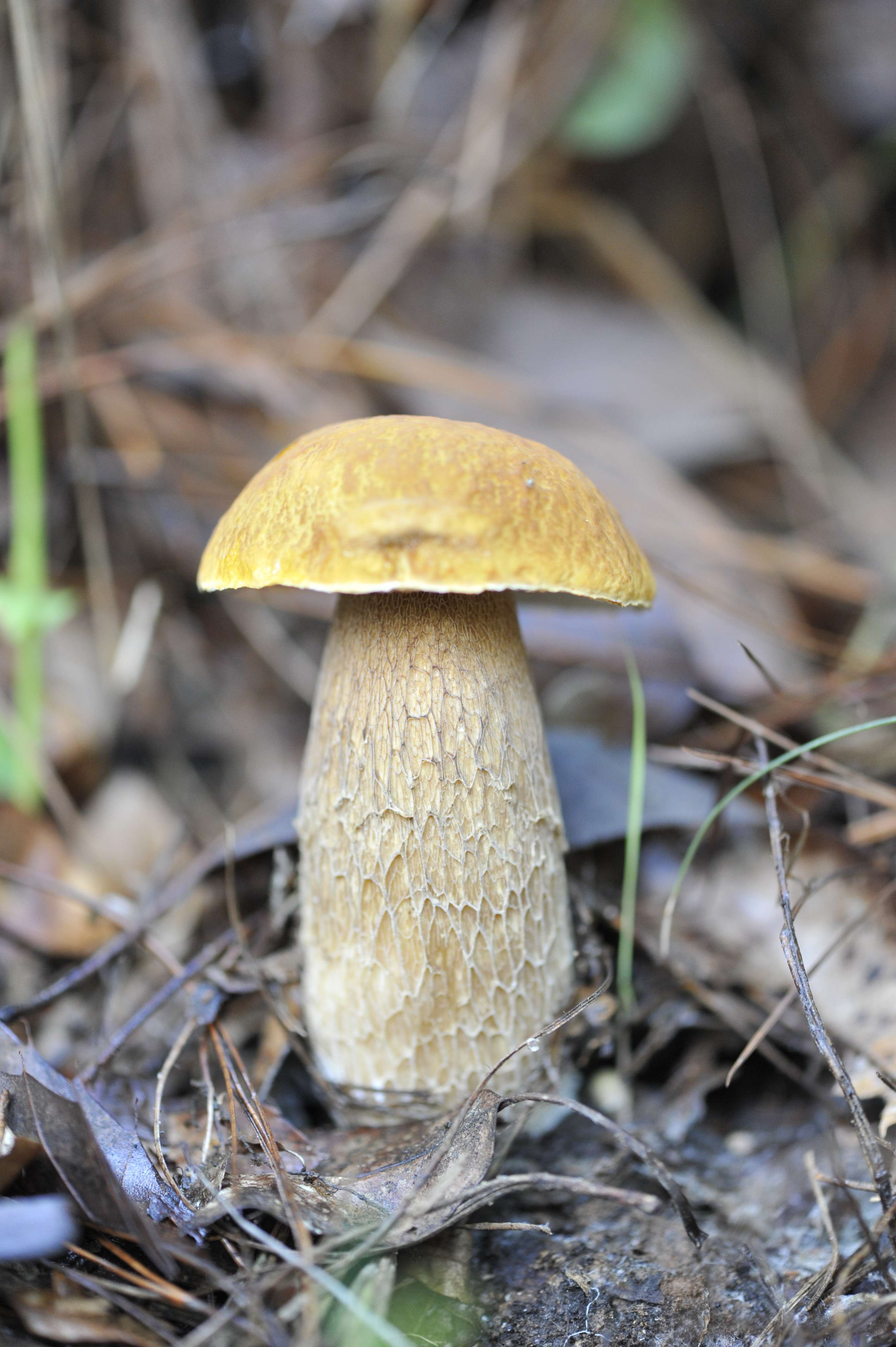 1.美味牛肝菌(可食用).JPG