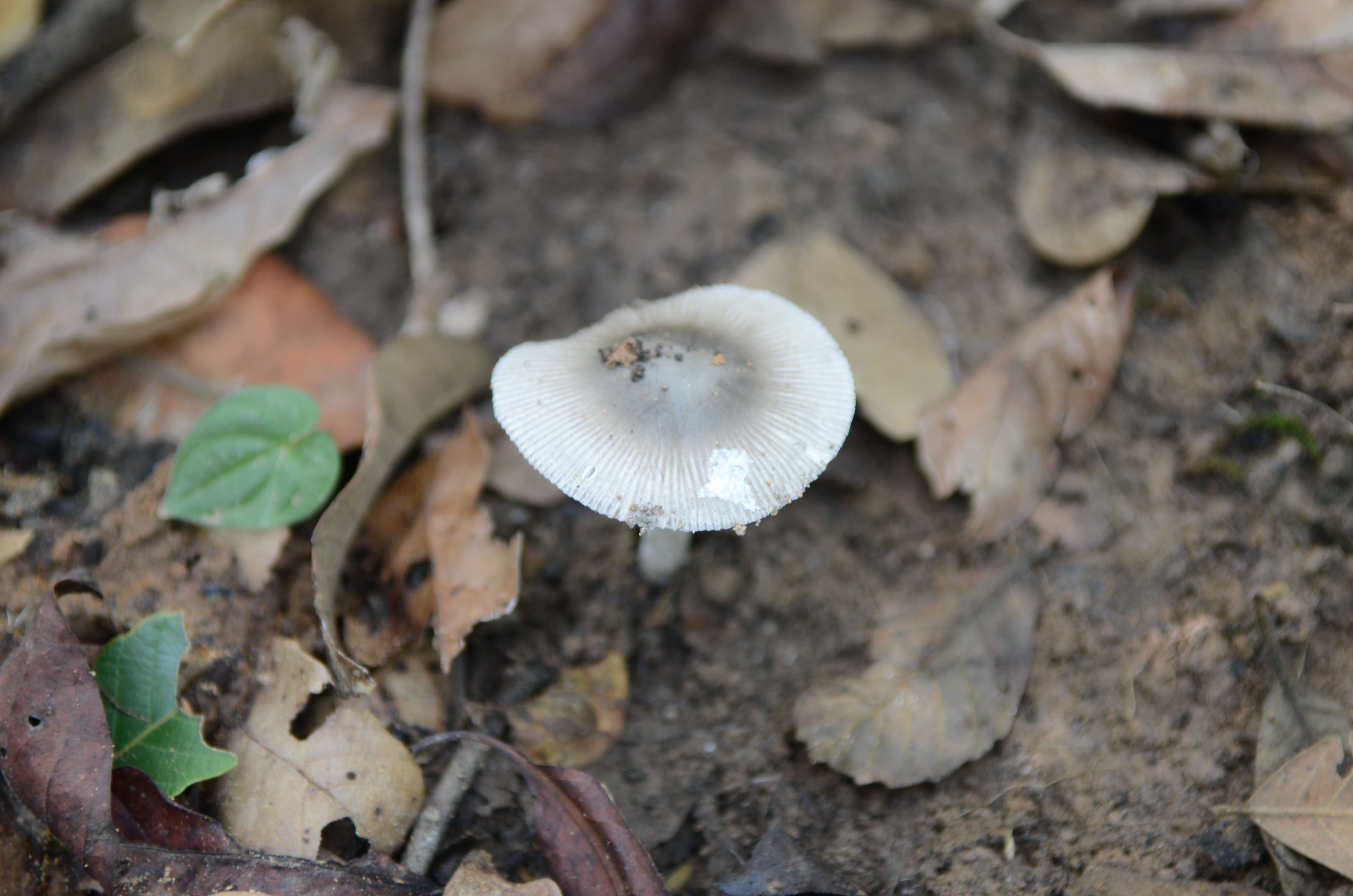 10.灰鹅膏菌（有毒）.jpg