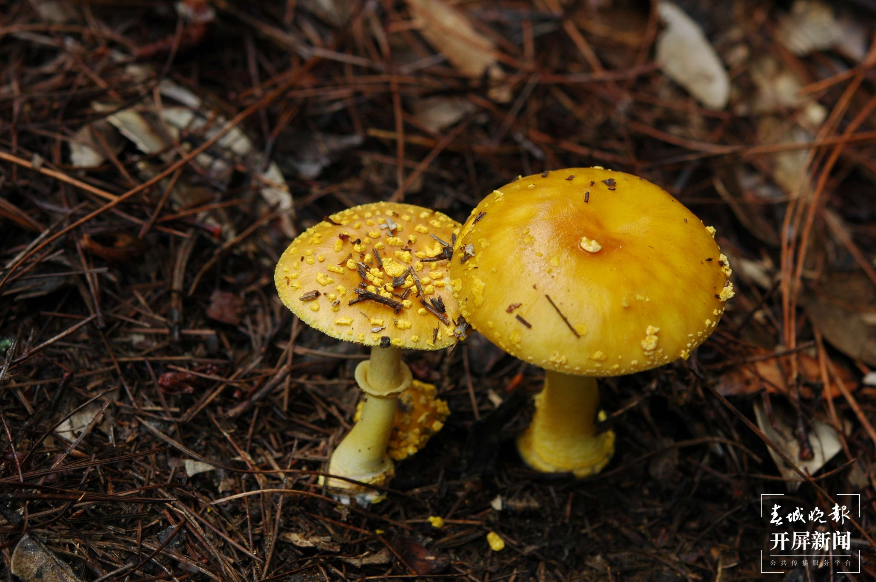 6.黄赭鹅膏菌（有毒).JPG