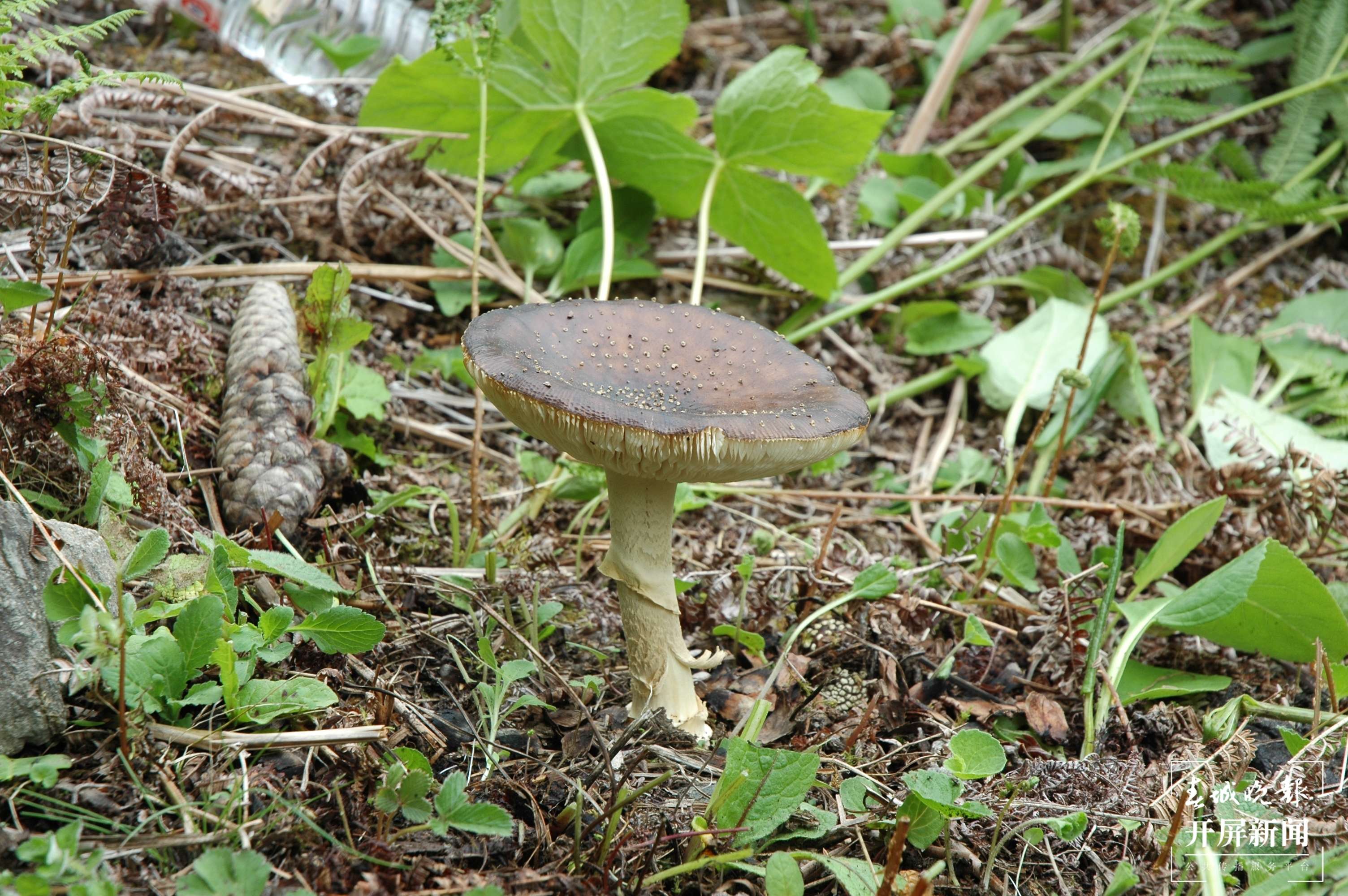 4.豹斑鹅膏（剧毒）.JPG