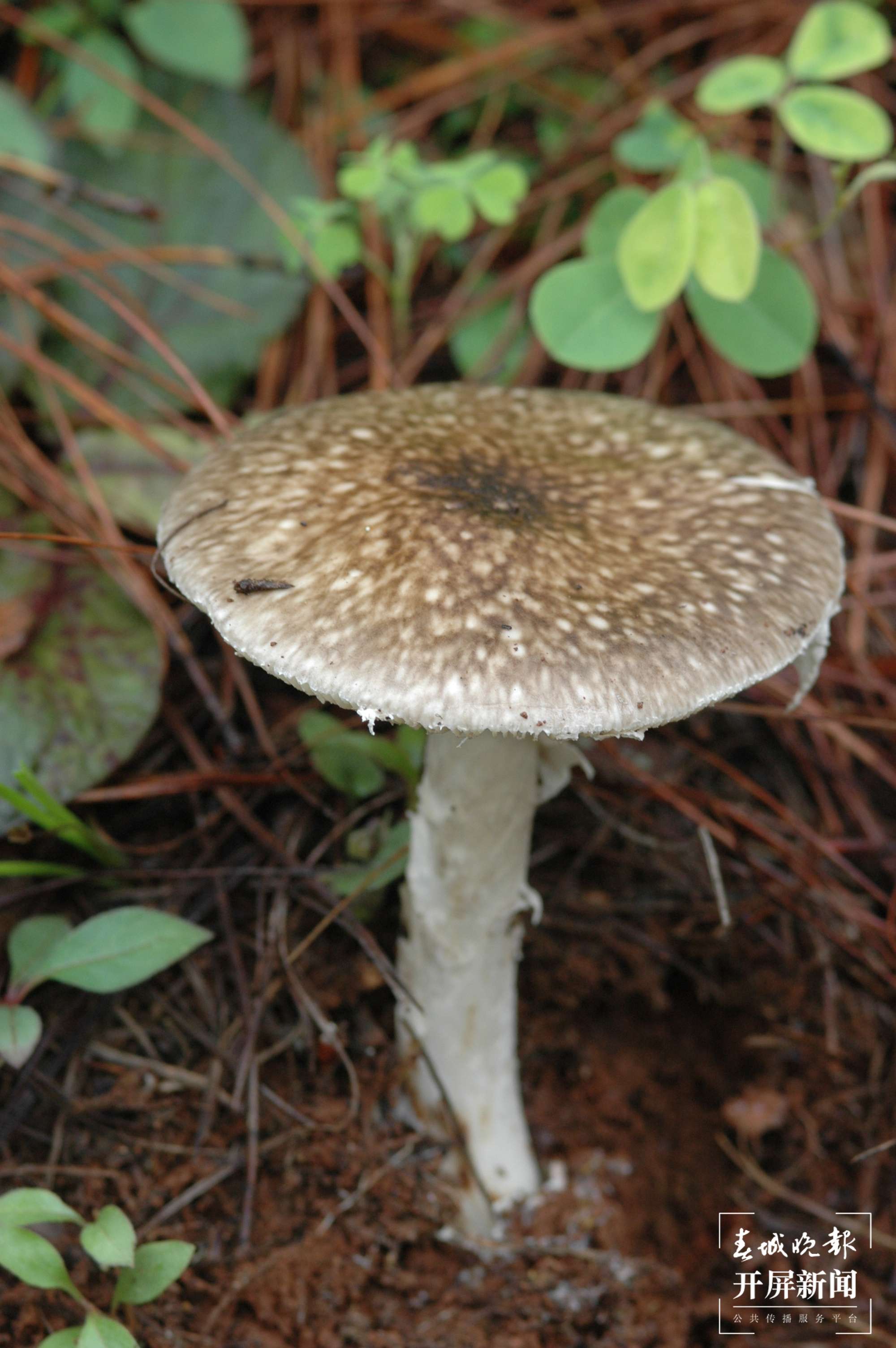 12.印花纹鹅膏菌（有毒）.JPG