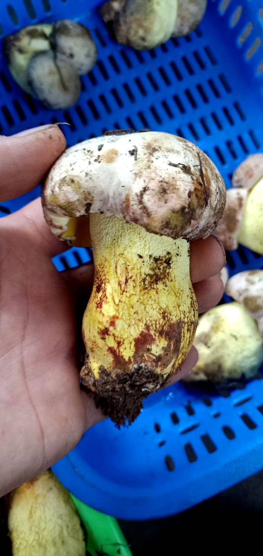 3.玫红黄肉牛肝菌（微毒微毒可食用）.jpg