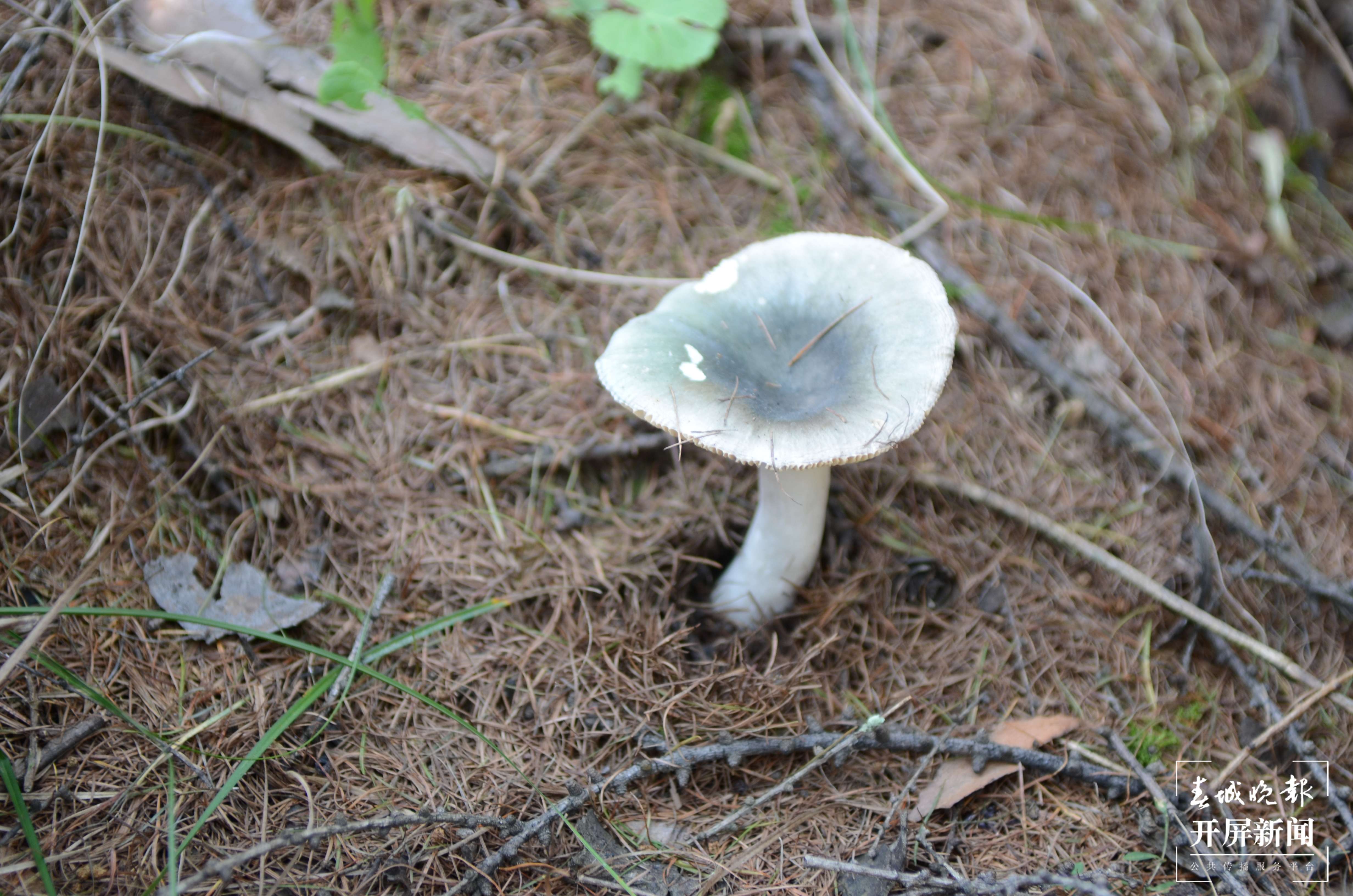 青头菌.JPG