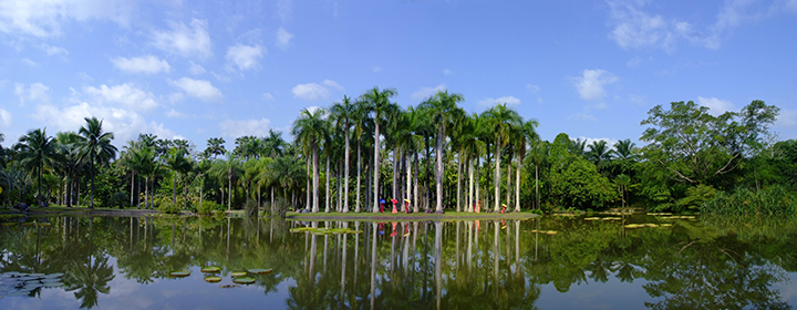 西双版纳雨林风光 西双版纳州文化和旅游局.jpg