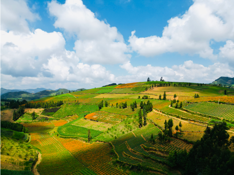 遍地万寿菊 美丽致富路1.png