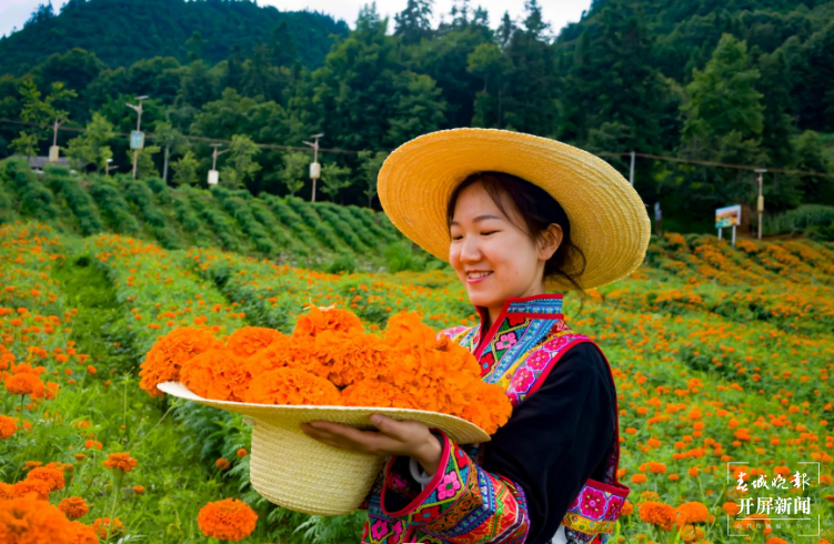 遍地万寿菊 美丽致富路6.png