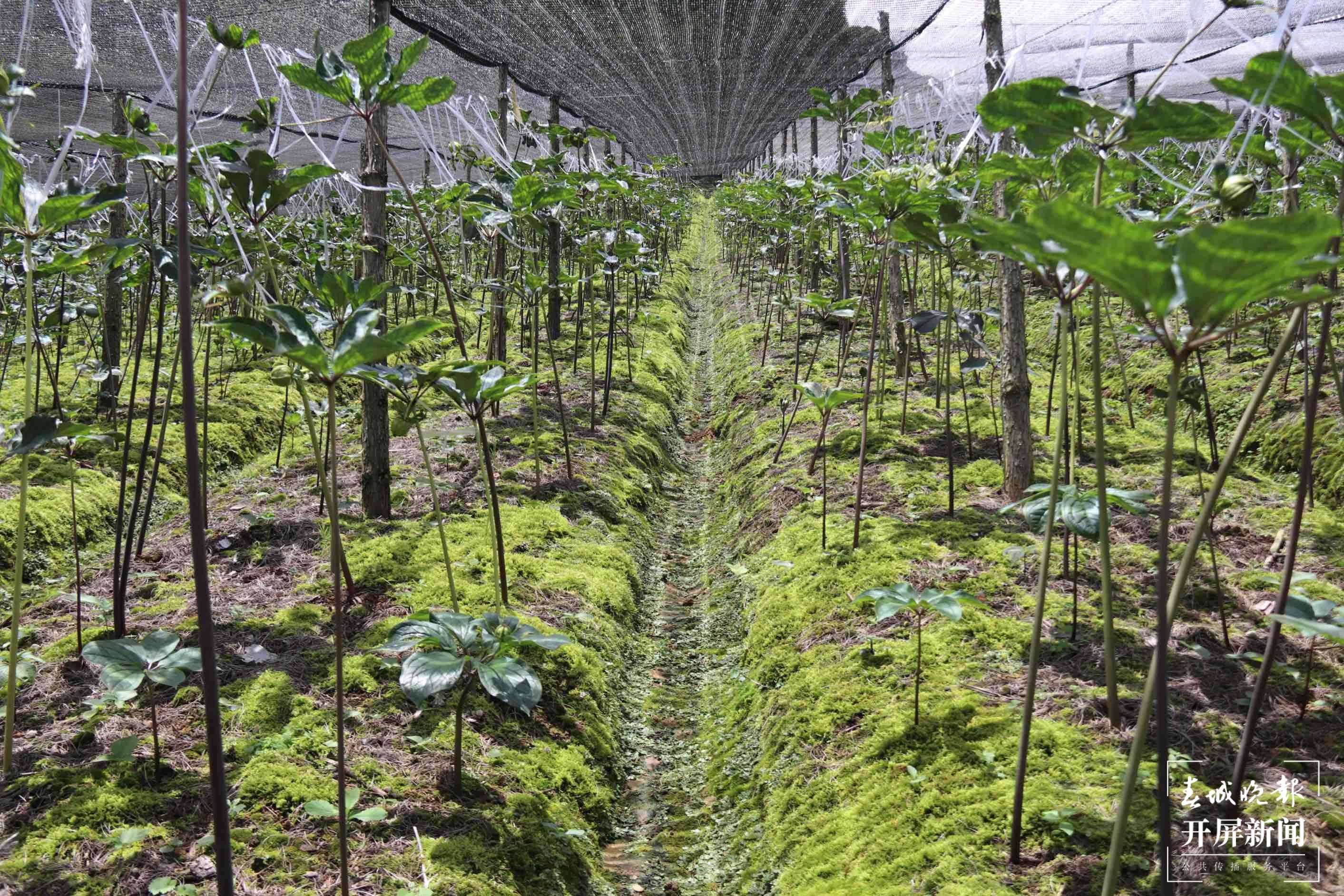 民族医药科技园初具雏形 医药产业发展后劲十足2.jpg
