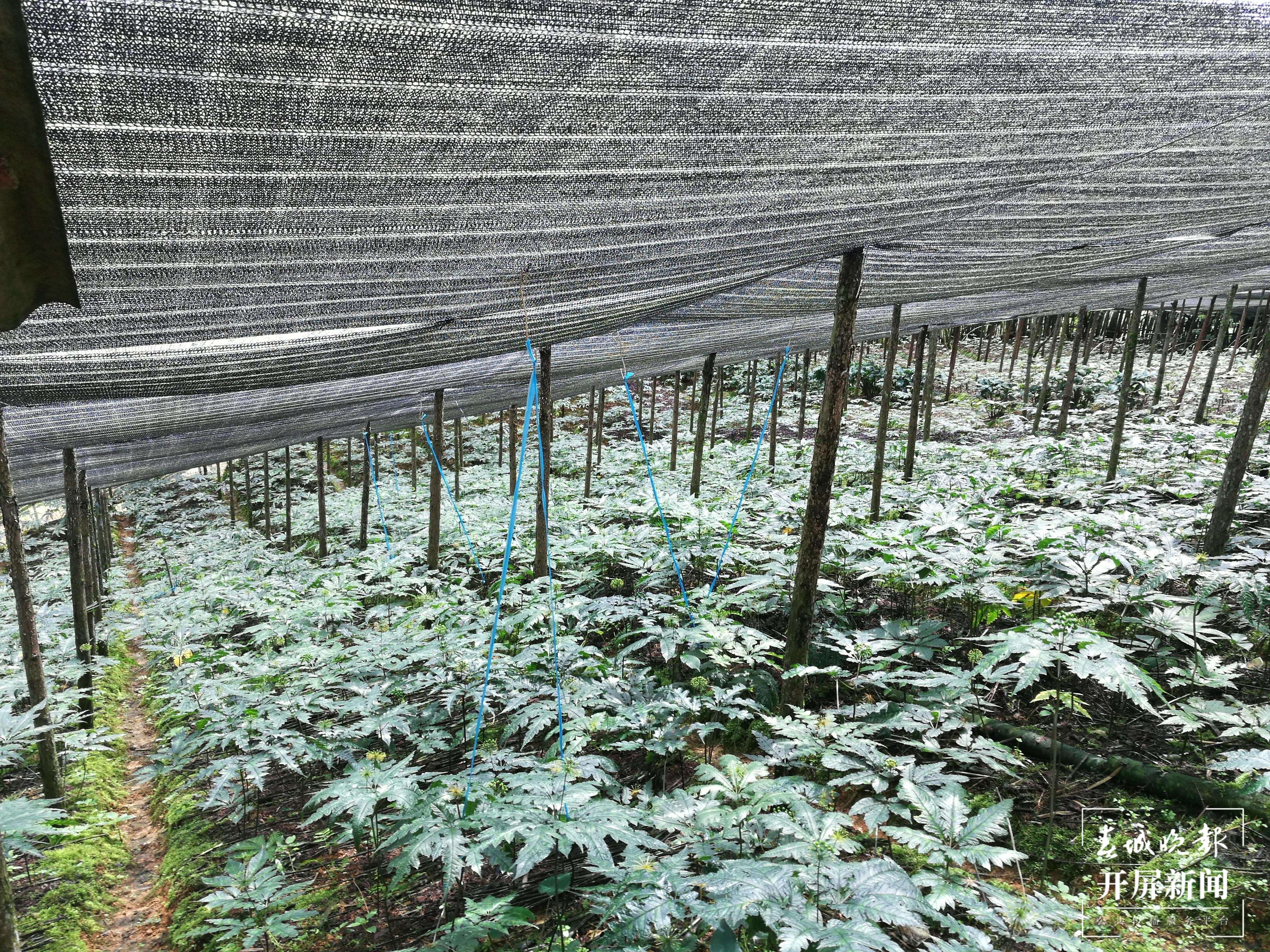 民族医药科技园初具雏形 医药产业发展后劲十足3.jpg