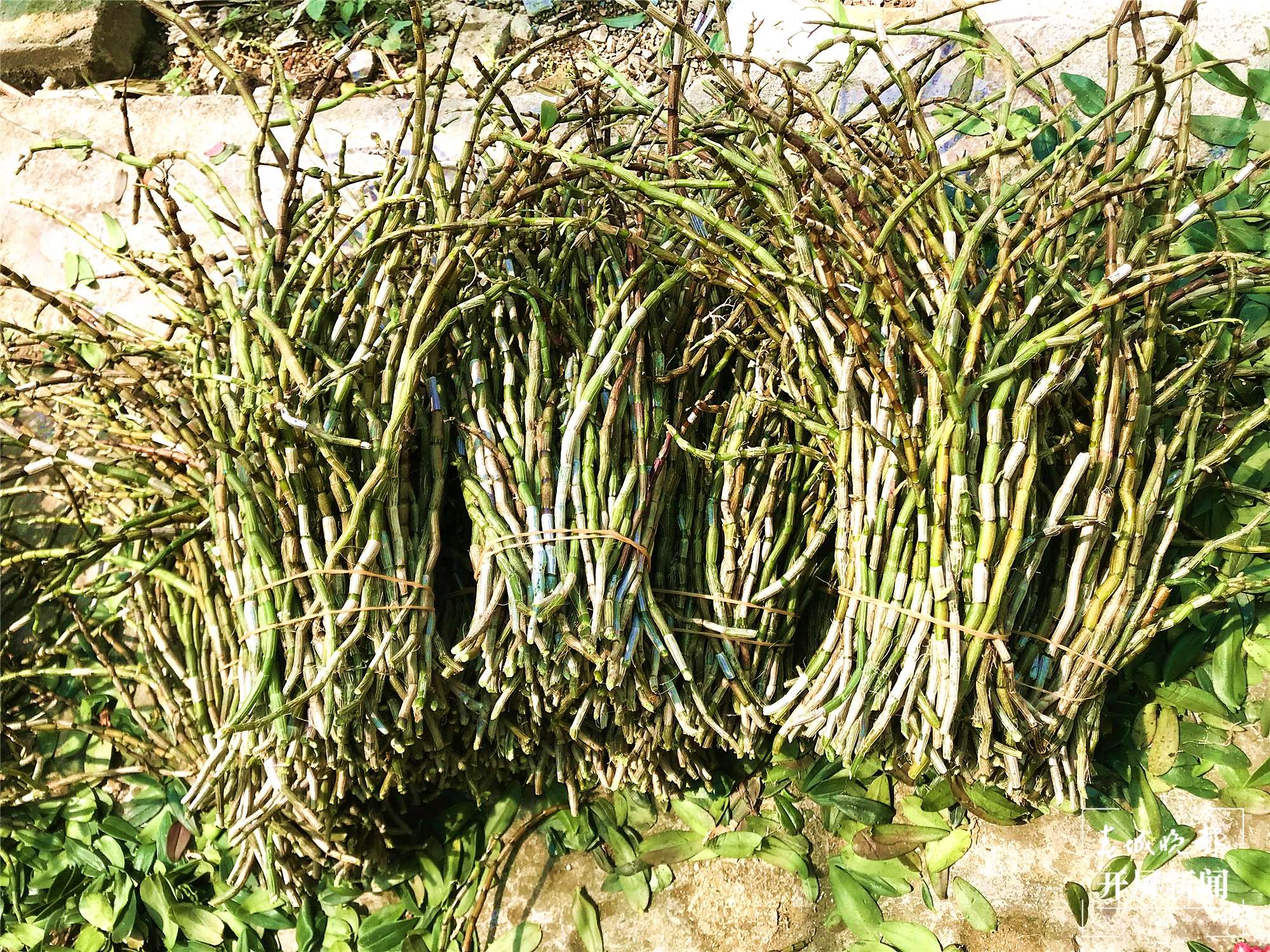 民族医药科技园初具雏形 医药产业发展后劲十足5.jpg