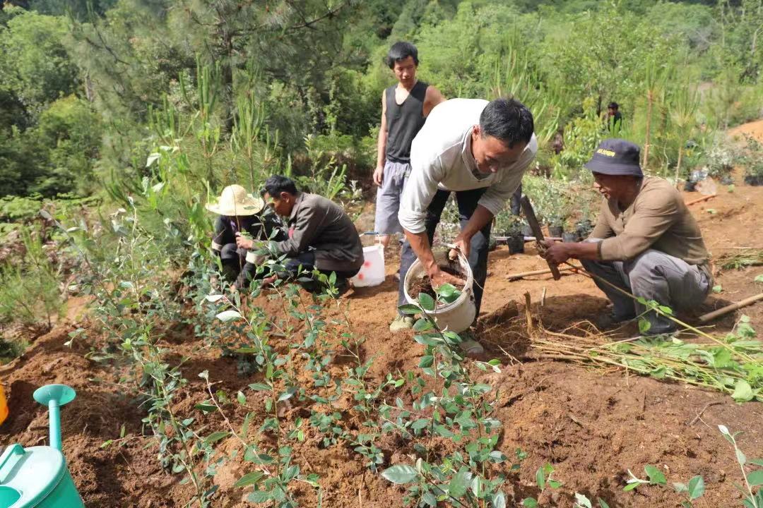 1.新主正在种树.jpg