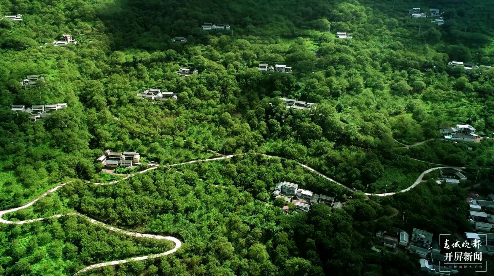 云南核桃林.jpg