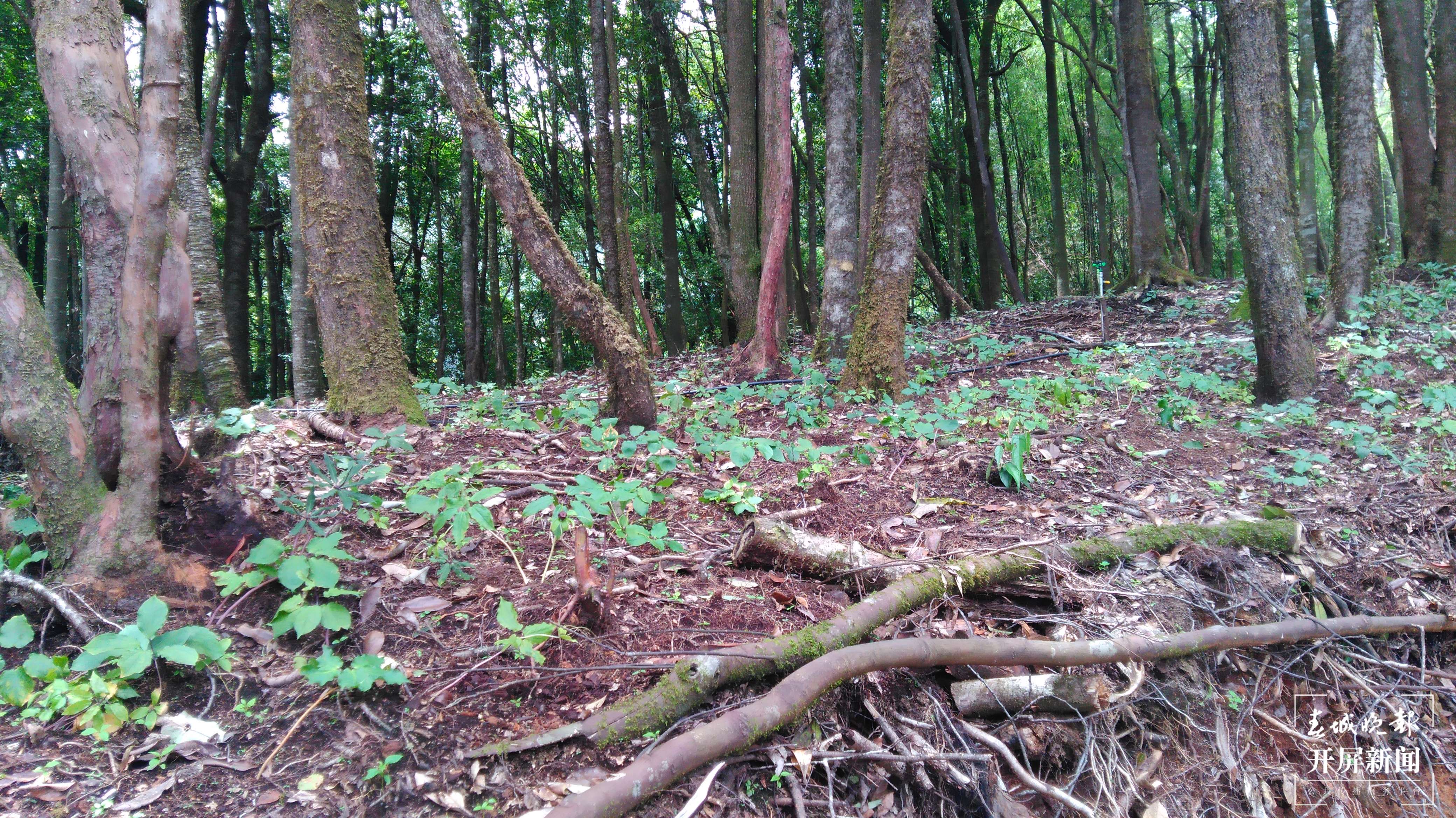 2018.7林下仿野生种植重楼.jpg