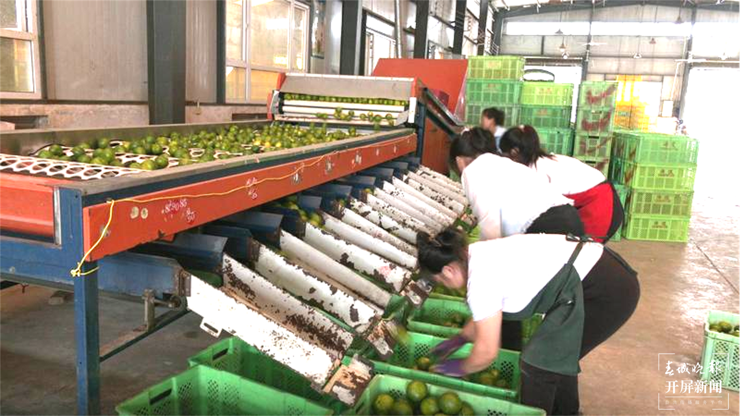 文山广南早熟柑橘抢“鲜”上市,最高每市斤可以卖2元左右