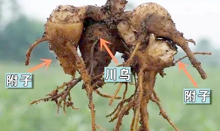 3毫克致命！炖鸡汤随手加了“它” ，27岁小伙被紧急送医抢救