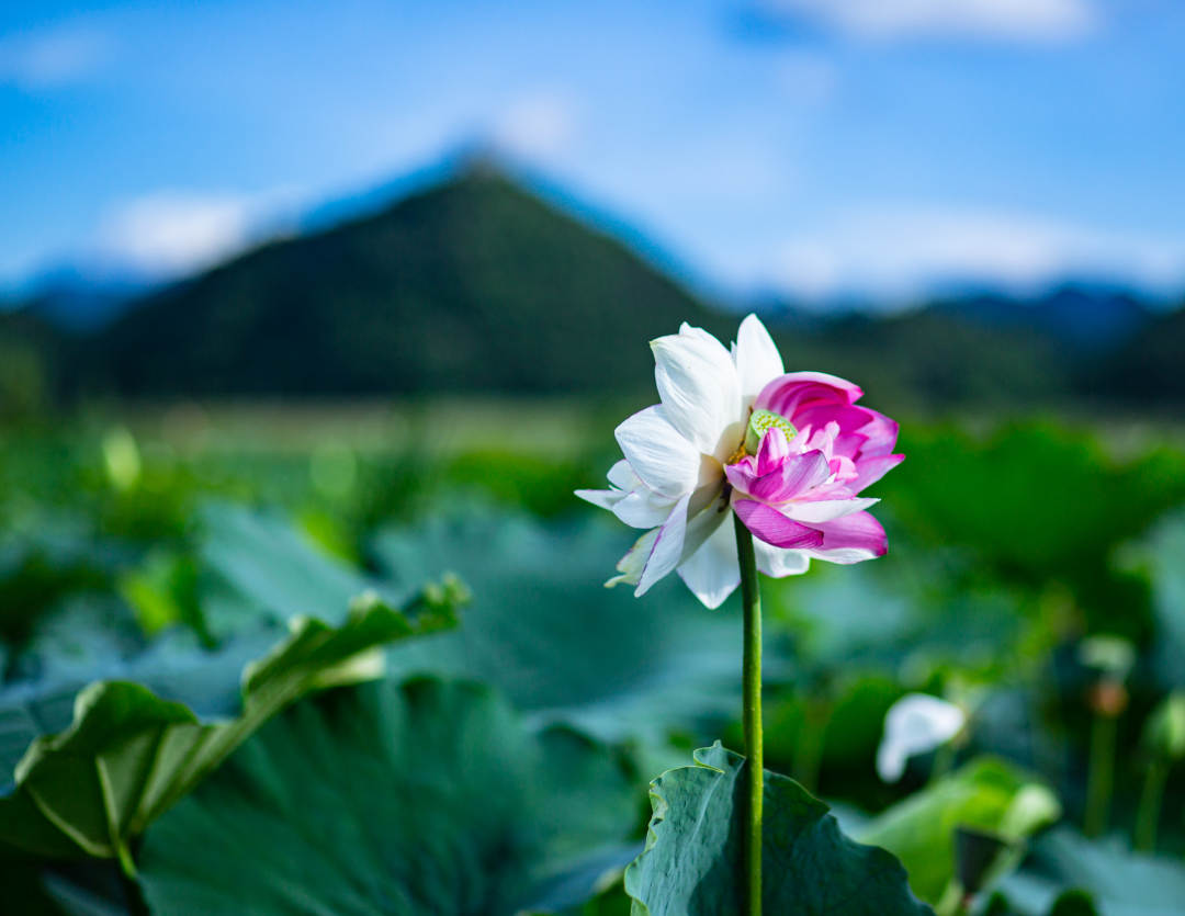 观云台·文山丨大洒锦、小洒锦、并蒂莲,哪朵才是你的好运“莲莲”