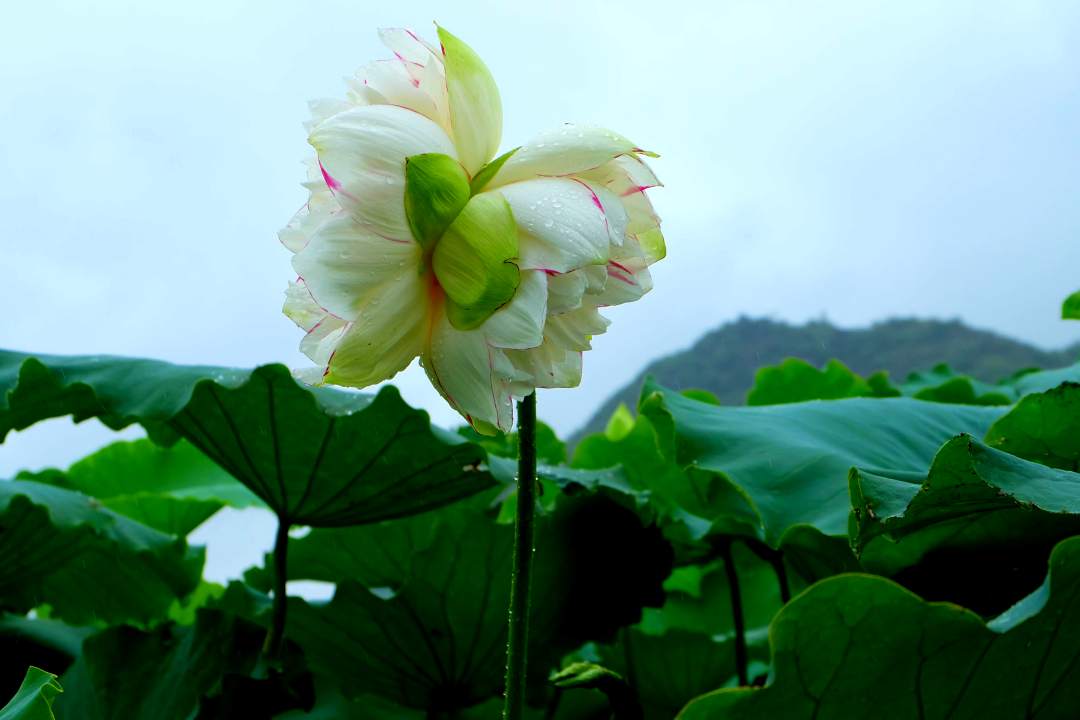观云台·文山丨大洒锦、小洒锦、并蒂莲,哪朵才是你的好运“莲莲”