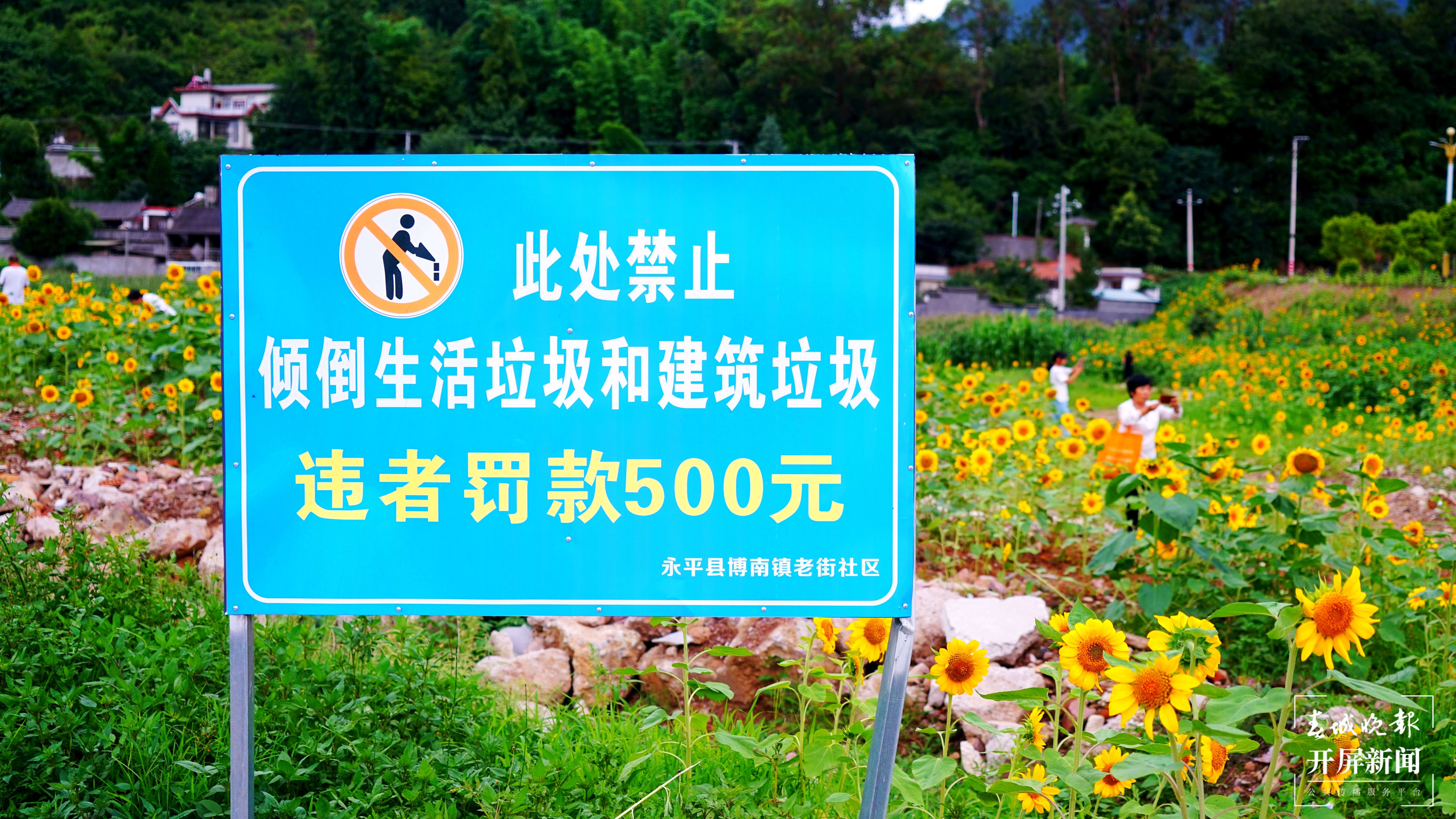 (采访传编辑)有一种叫云南的生活 大理永平百亩向日葵花海成新晋打卡点 (1).jpg