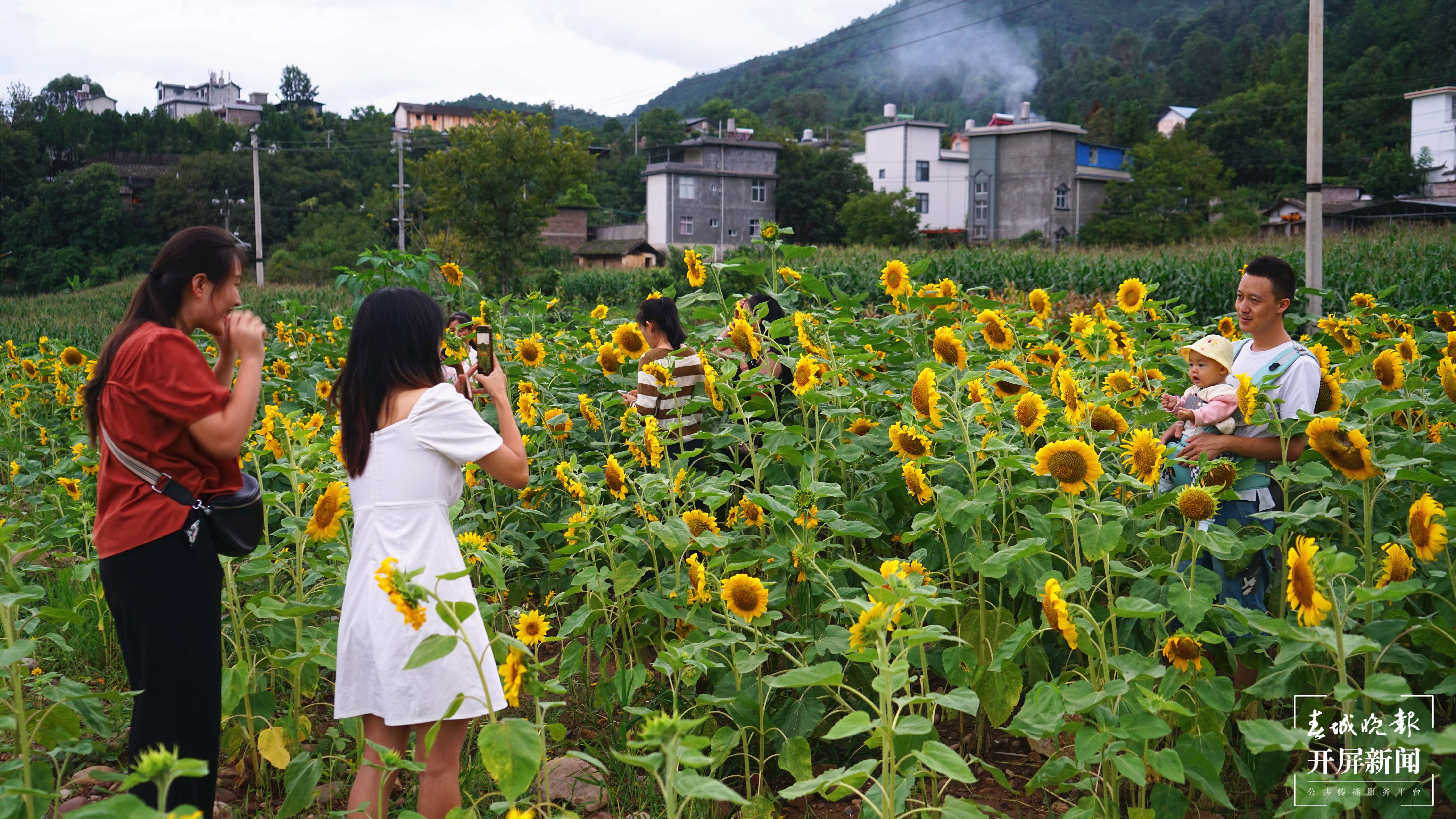 (采访传编辑)有一种叫云南的生活 大理永平百亩向日葵花海成新晋打卡点 (3).JPG