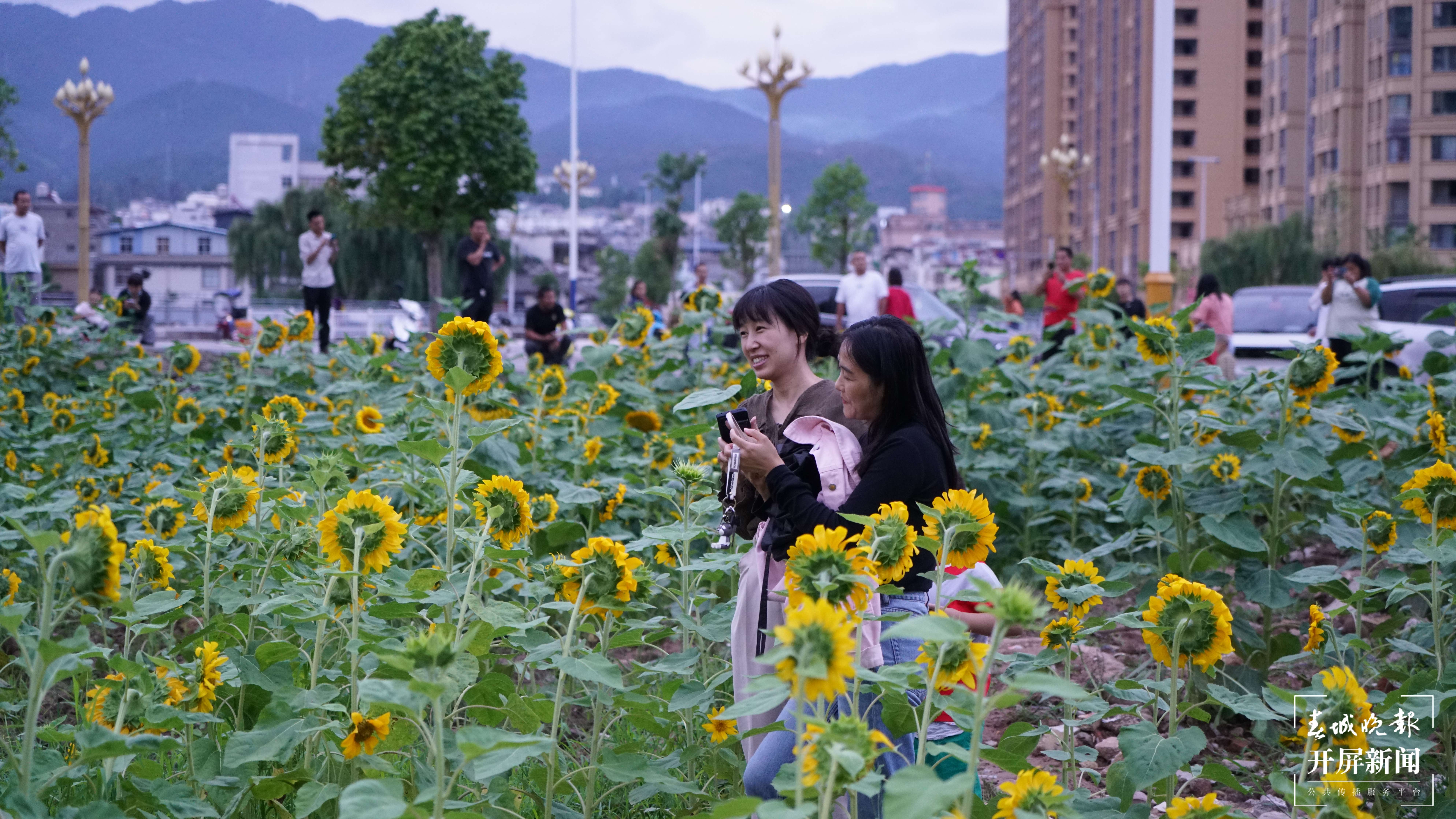 (采访传编辑)有一种叫云南的生活 大理永平百亩向日葵花海成新晋打卡点 (7).JPG