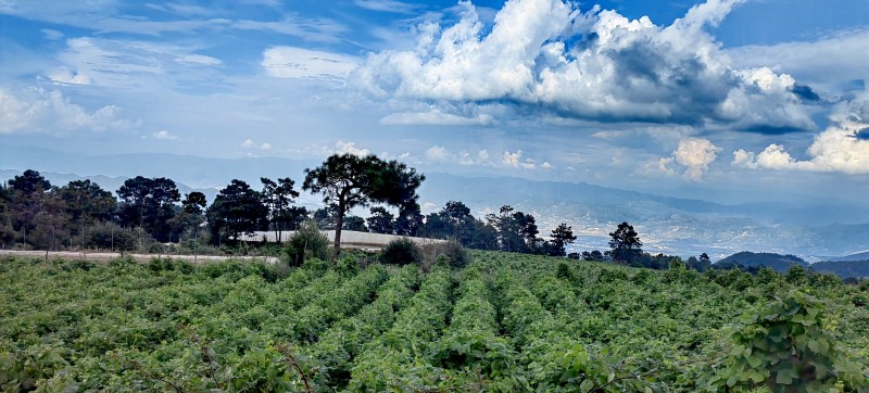 (采访传编辑)有一种叫云南的生活 高山草甸,花开成山!大理宾川乌龙坝九鼎山美极啦! (19).jpg