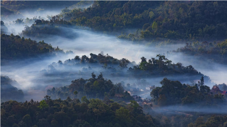 勐海雨林古茶坊：十年深山路 发展守初心3.png