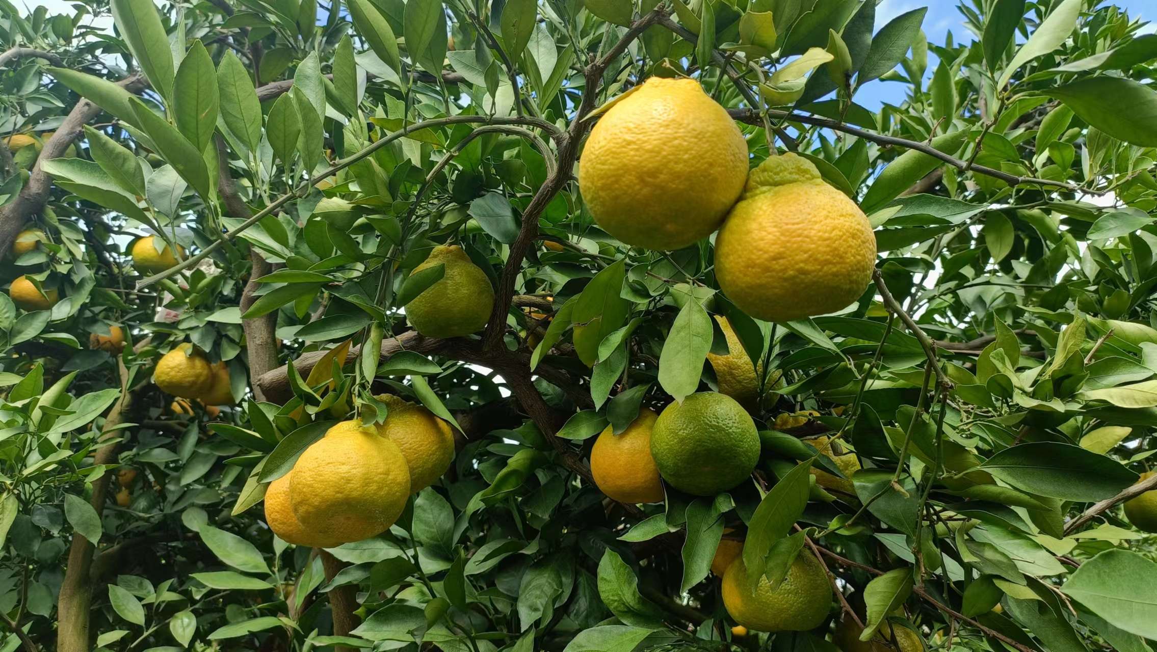 华宁亚热带水果种植基地 (1).jpg