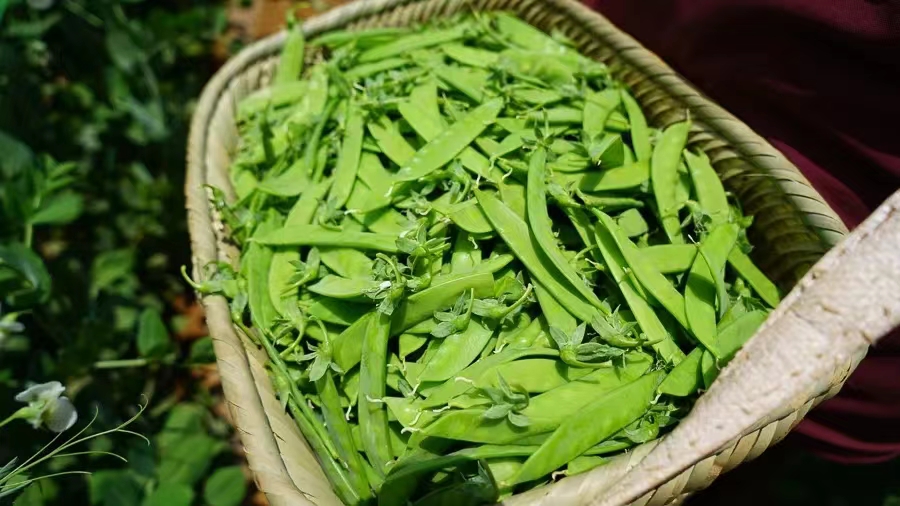 有一种叫云南的生活  大理宾川乌龙坝：绿水青山百豆香13.jpg