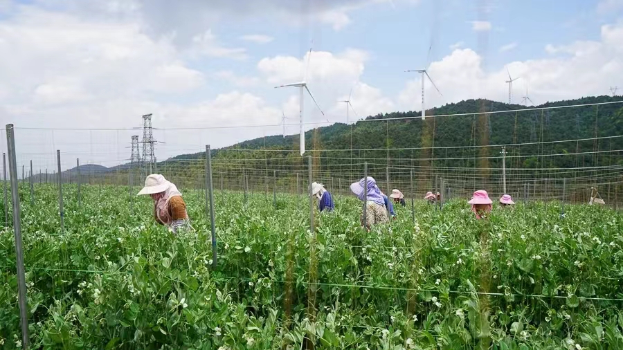 有一种叫云南的生活  大理宾川乌龙坝：绿水青山百豆香4.jpg