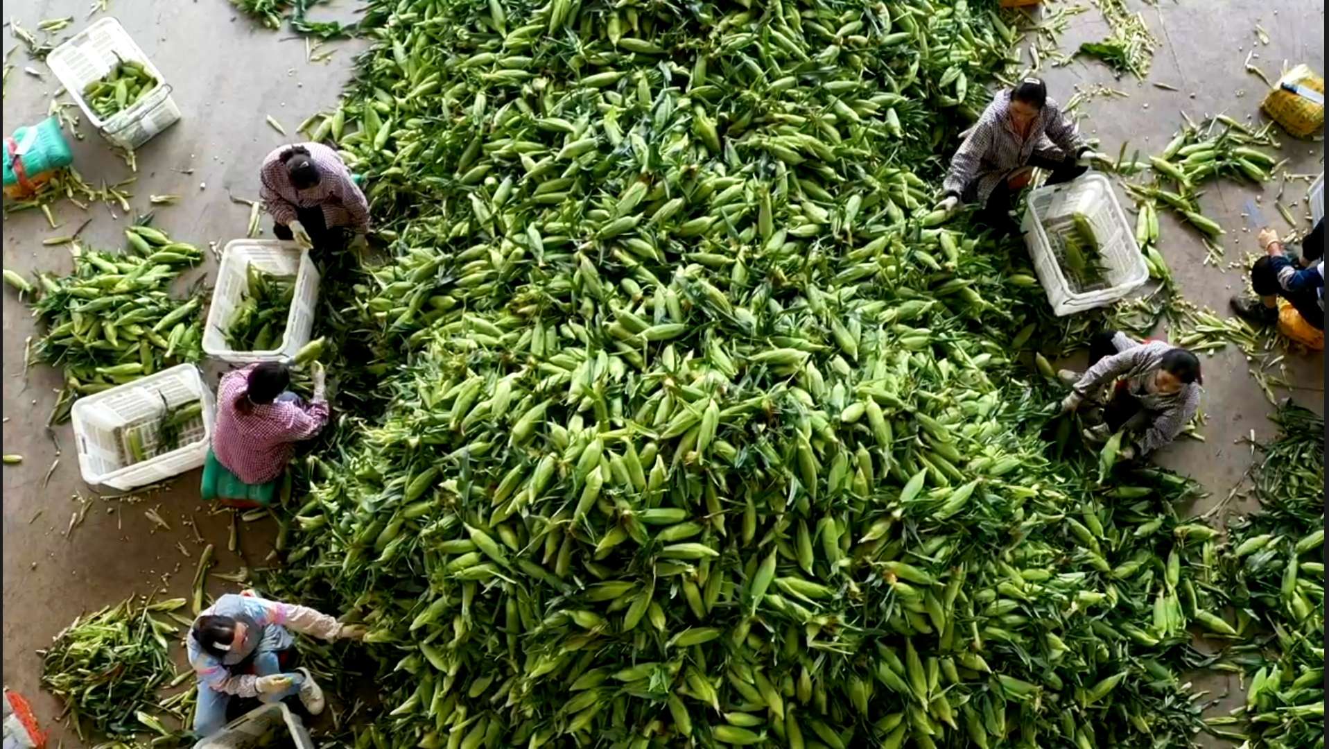 工人分捡即将外销的鲜食玉米.jpg