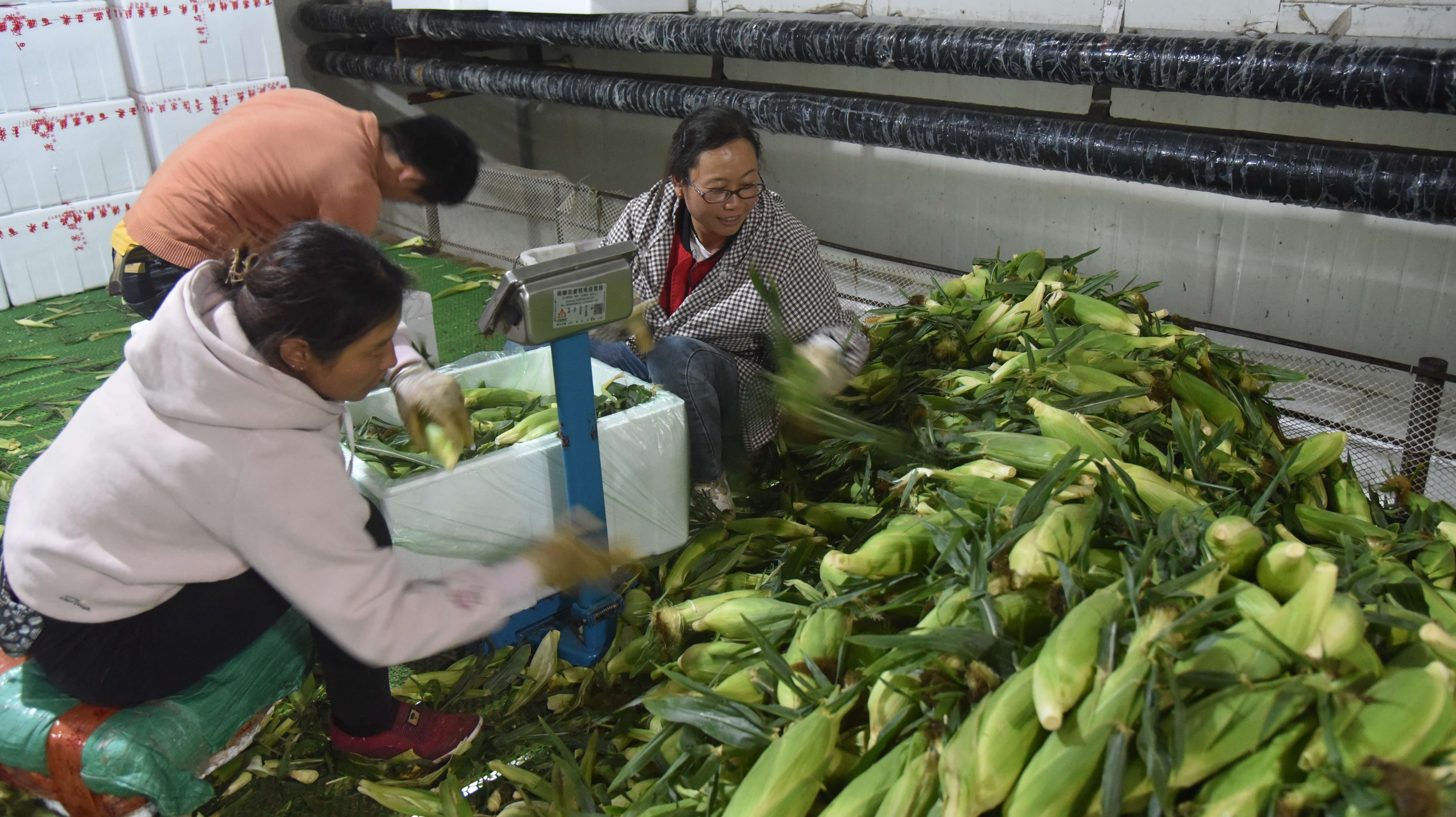 工人将已完成打冷的鲜食玉米分捡装箱1.JPG