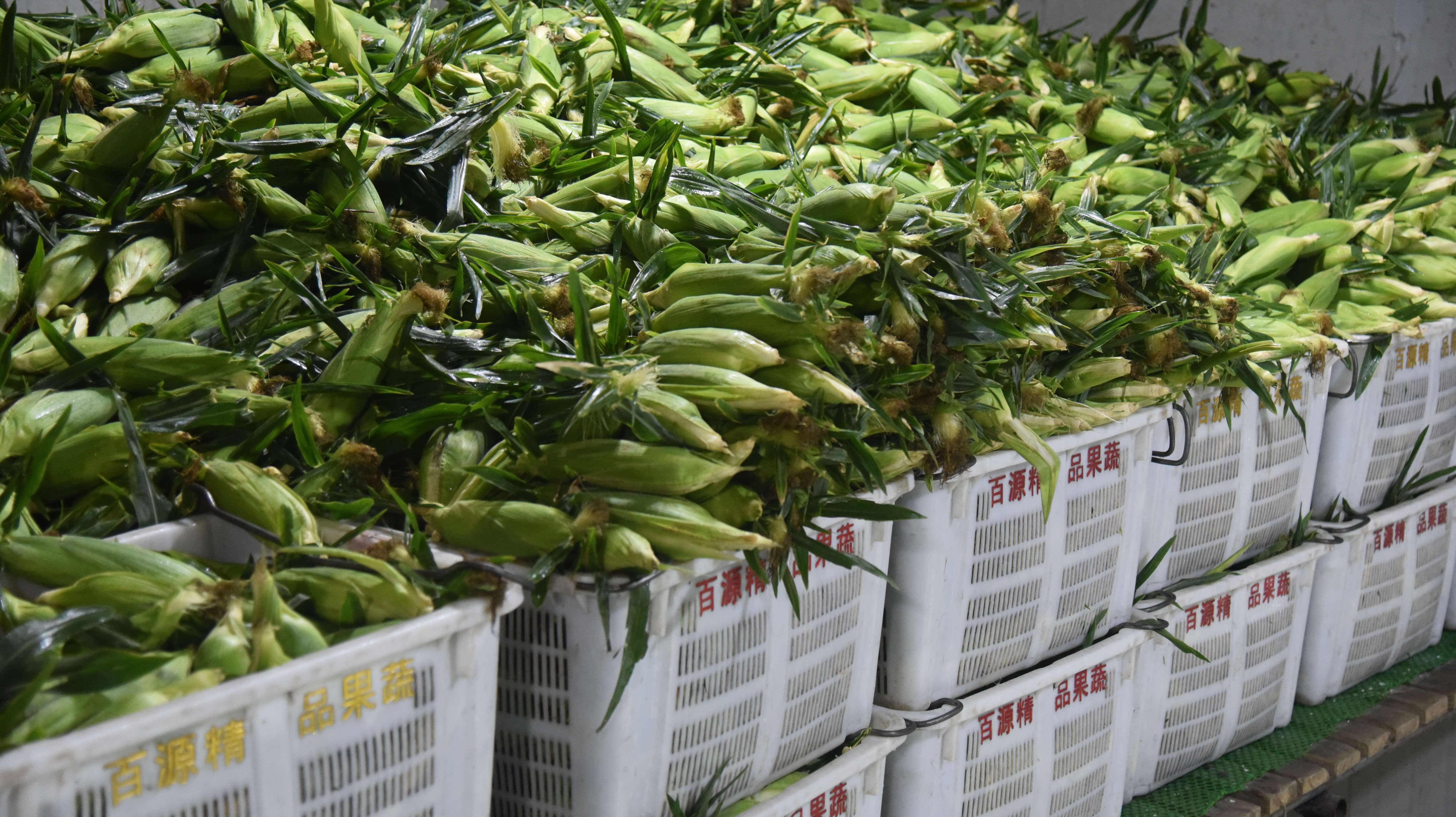 新鲜采收入库打冷的鲜食玉米.JPG