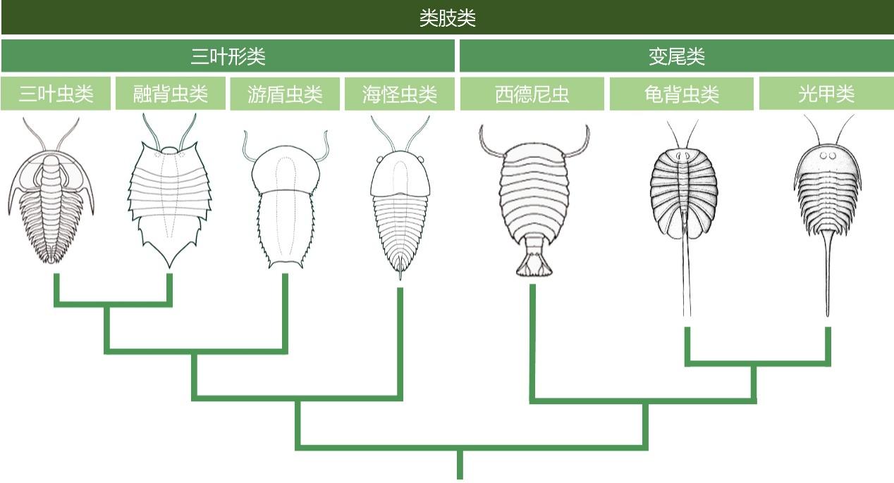 类肢类节肢动物的系统分类.jpg