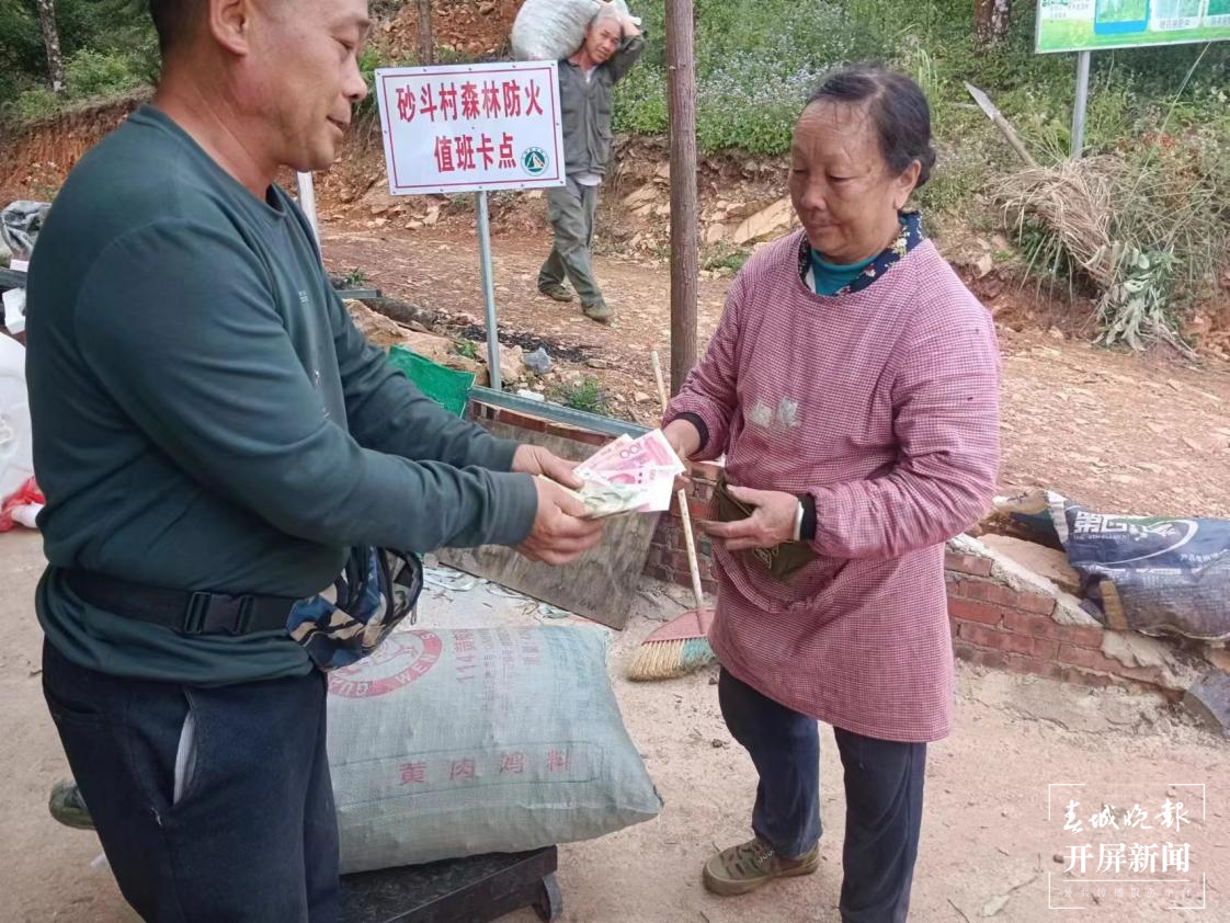 广南八宝：万亩八角喜丰收 香满村民“致富路”