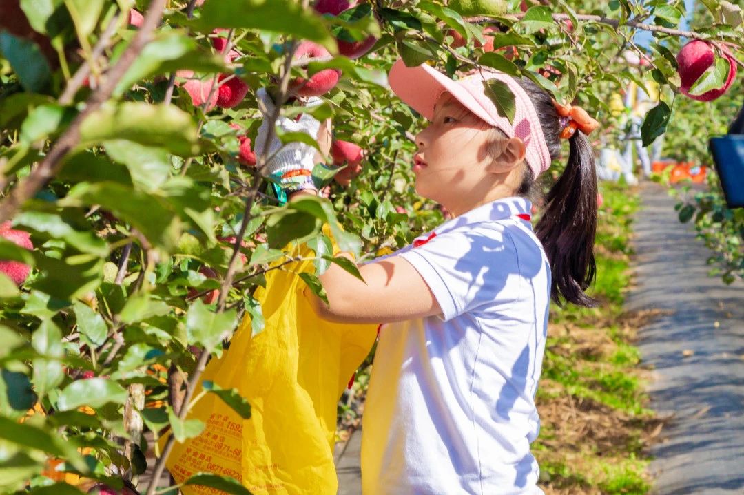 金康园小学苹果节