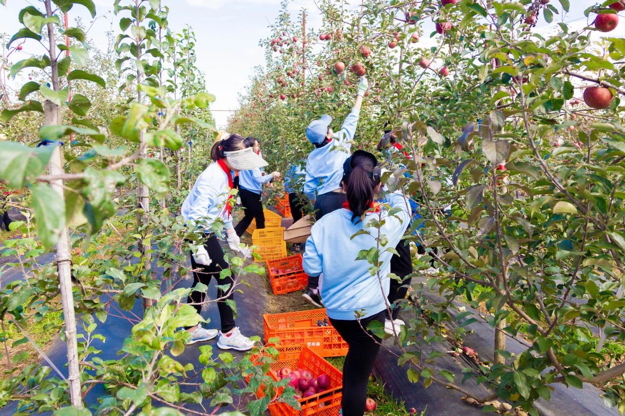 金康园小学苹果节