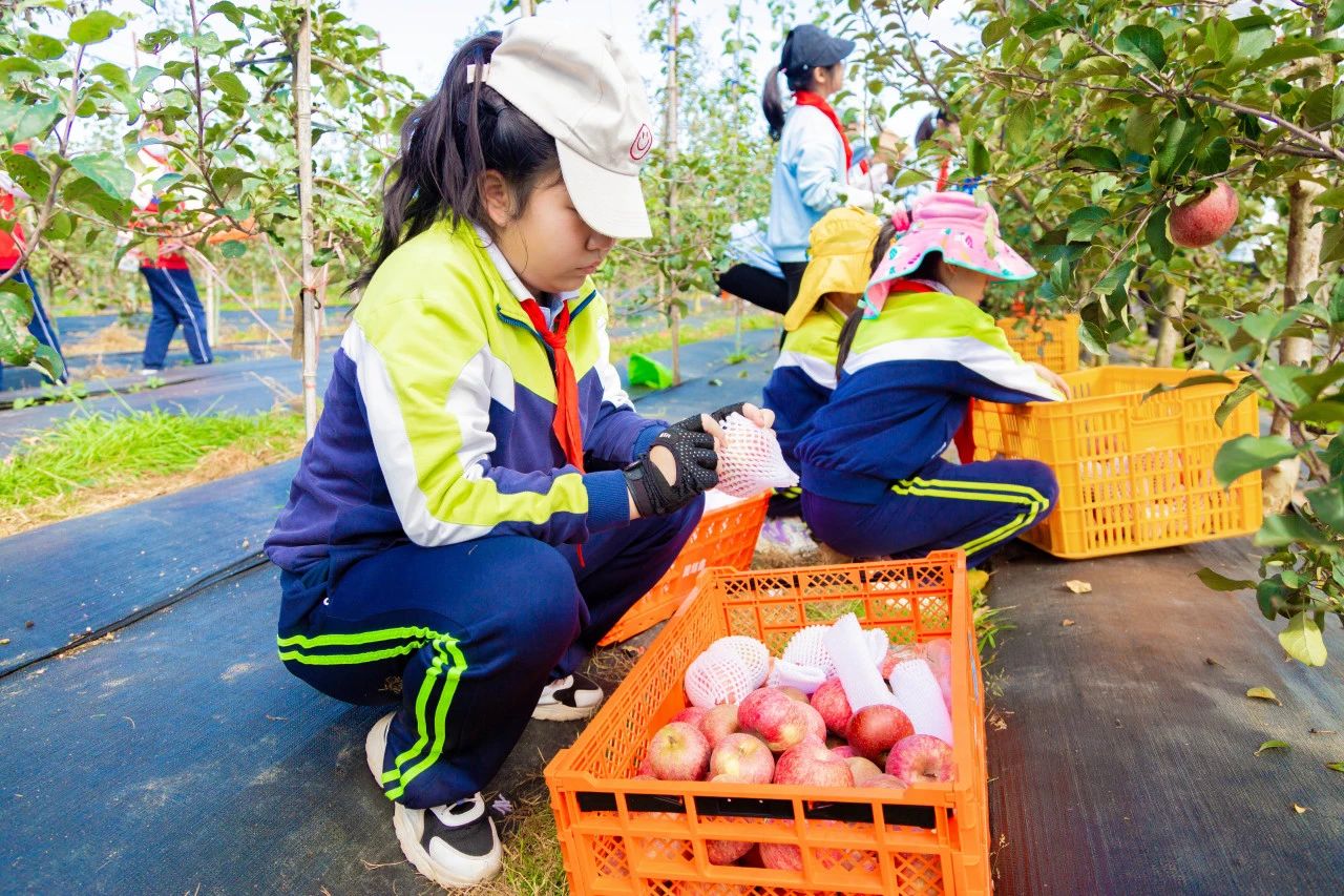 金康园小学苹果节