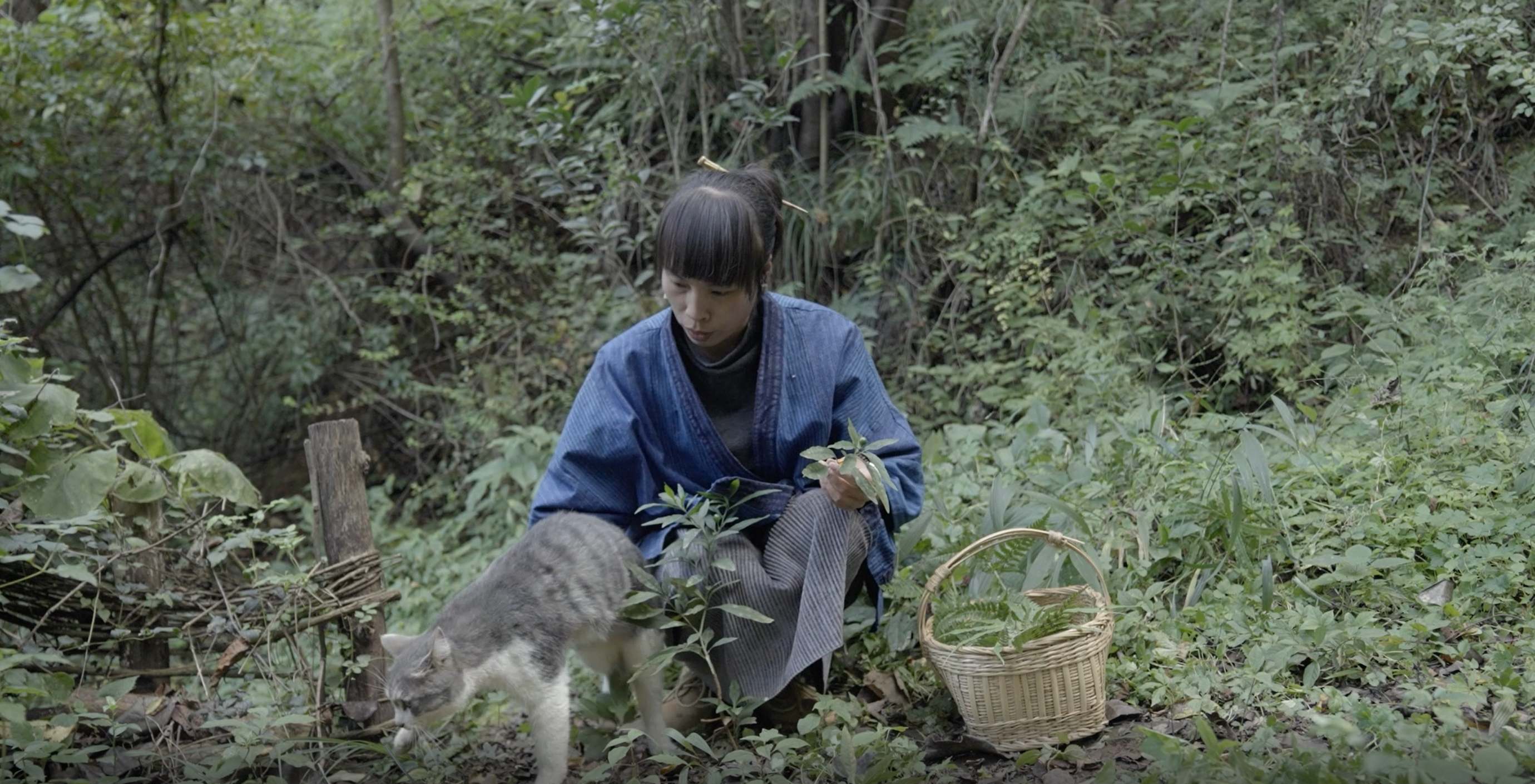 园子在后山寻找制作蓝晒的植物2.png