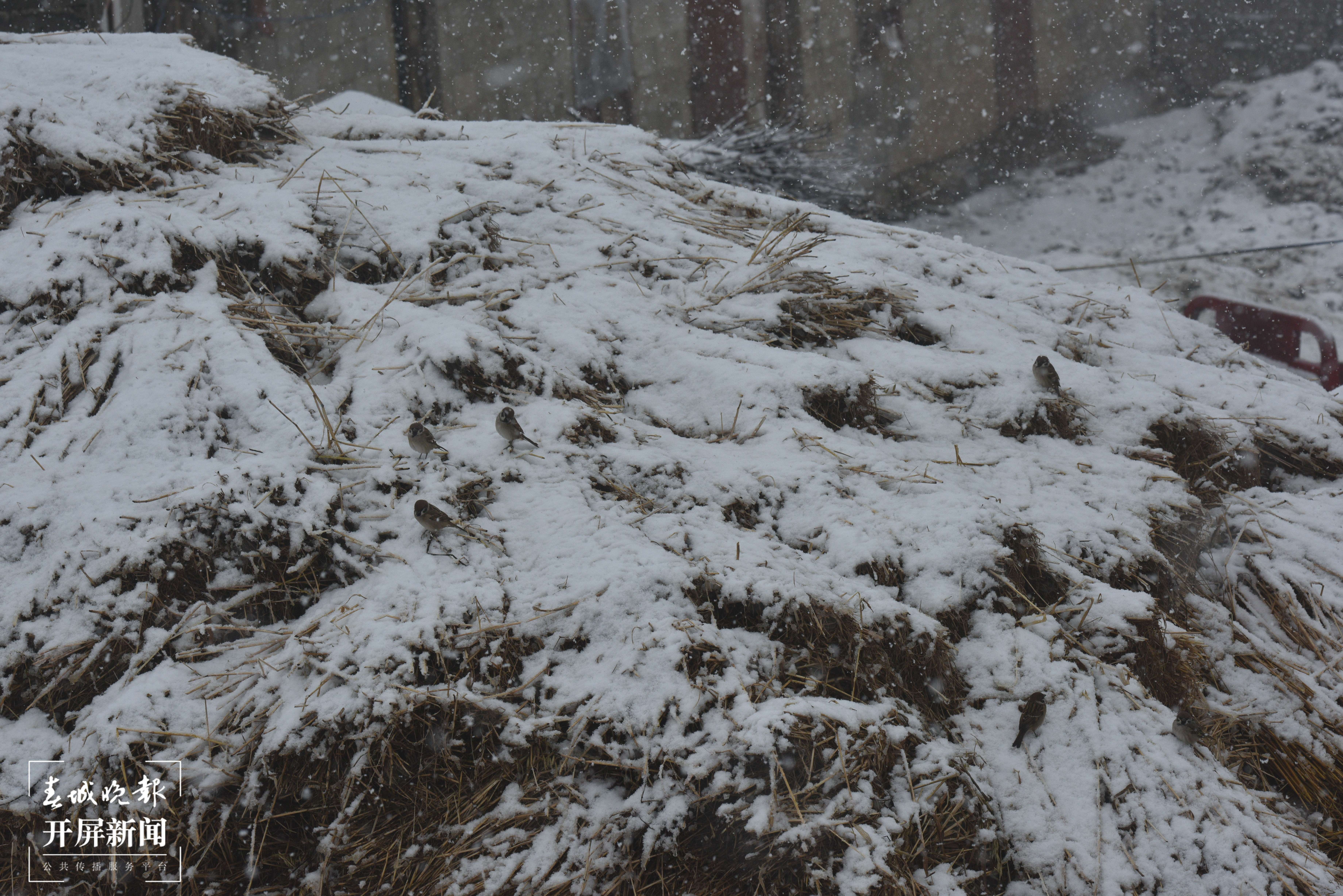 昭通大山包下雪了6.jpg