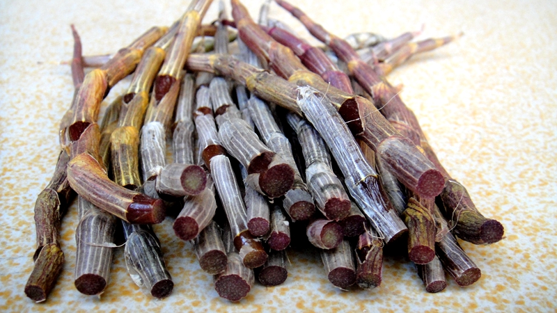 紫皮石斛鲜条（徐静拍摄）.JPG