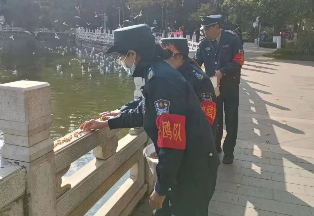 翠湖护鸥小队的日常