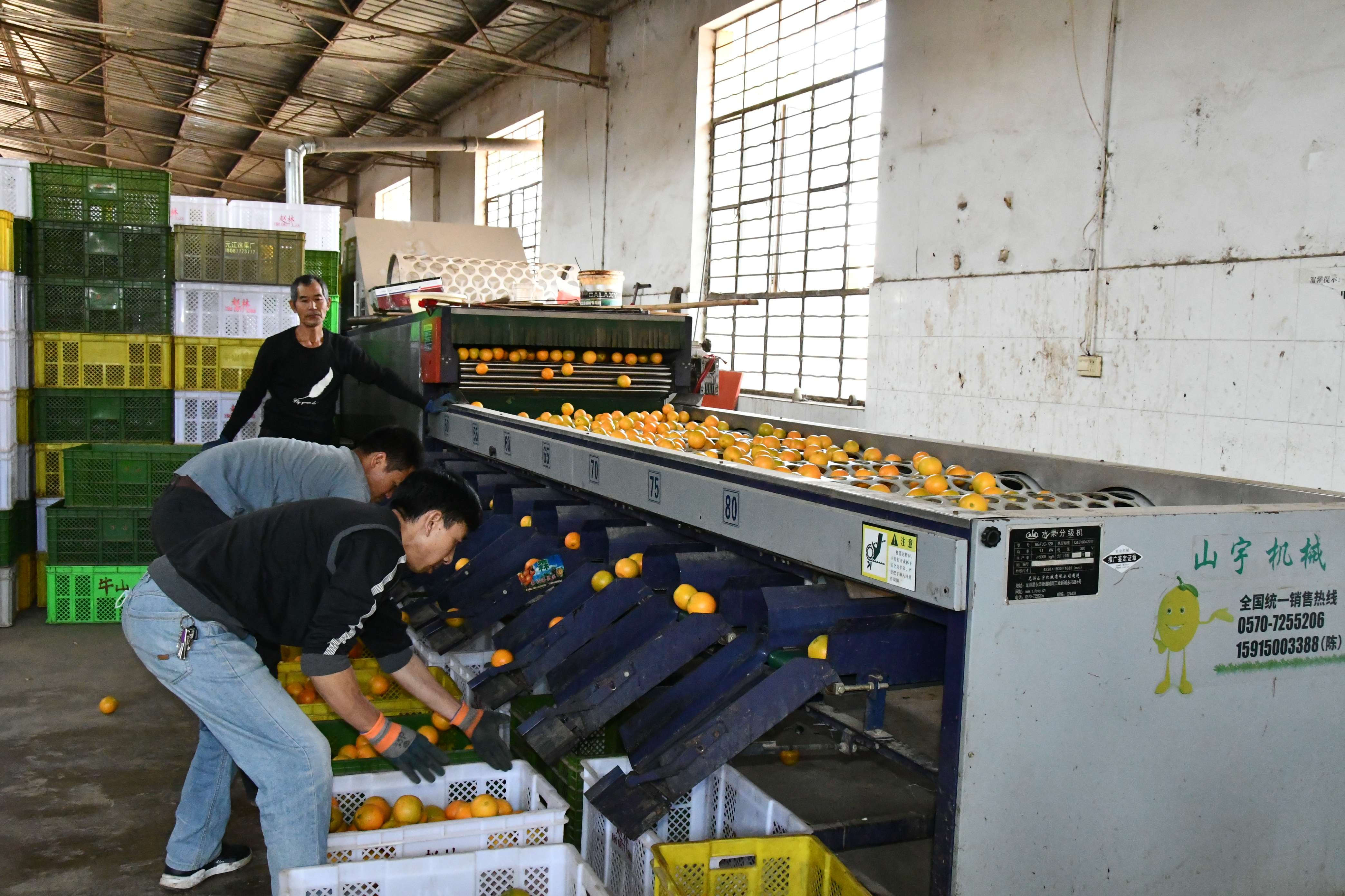 玉溪华宁冰糖橙上市 (2).jpg