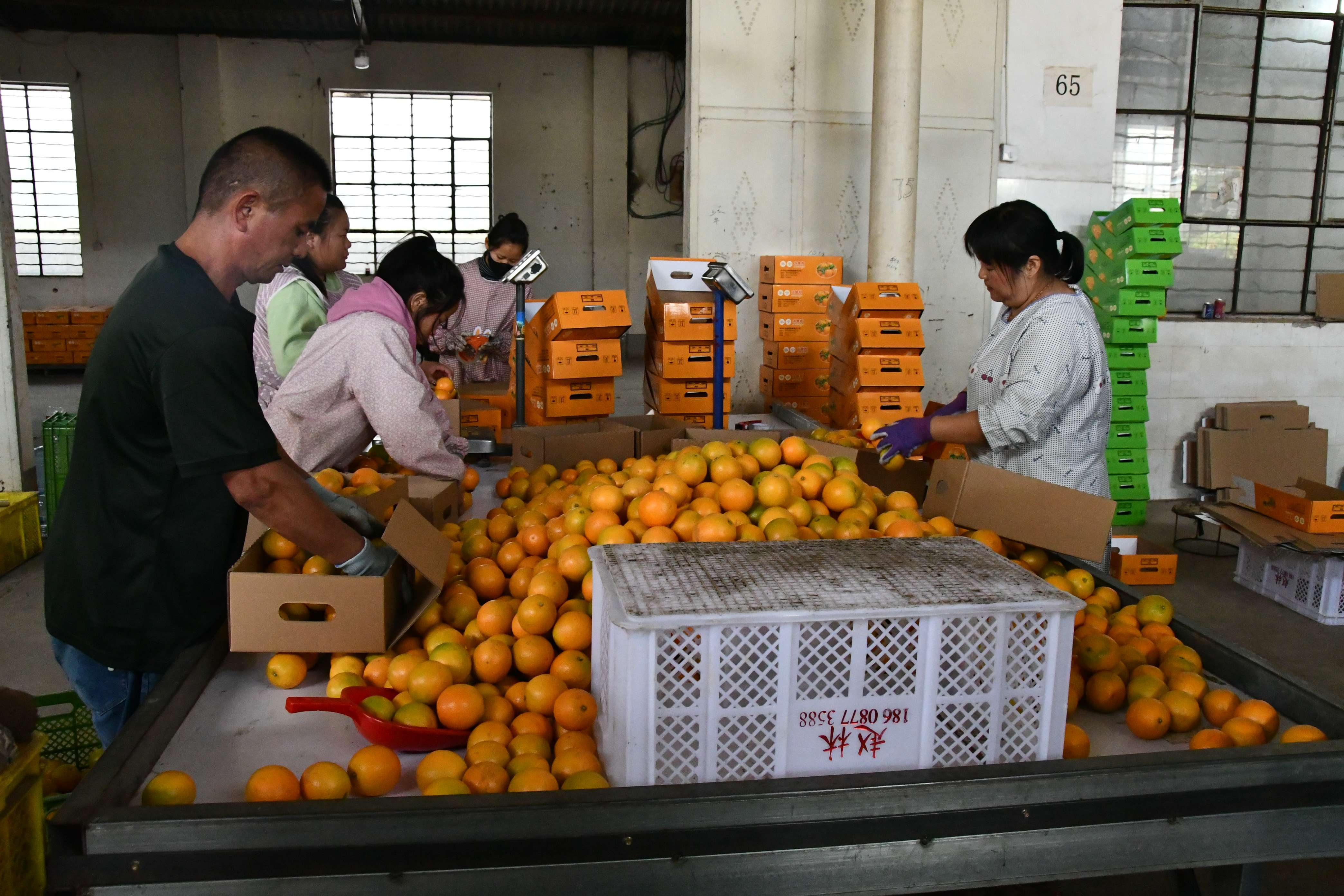 玉溪华宁冰糖橙上市 (4).jpg