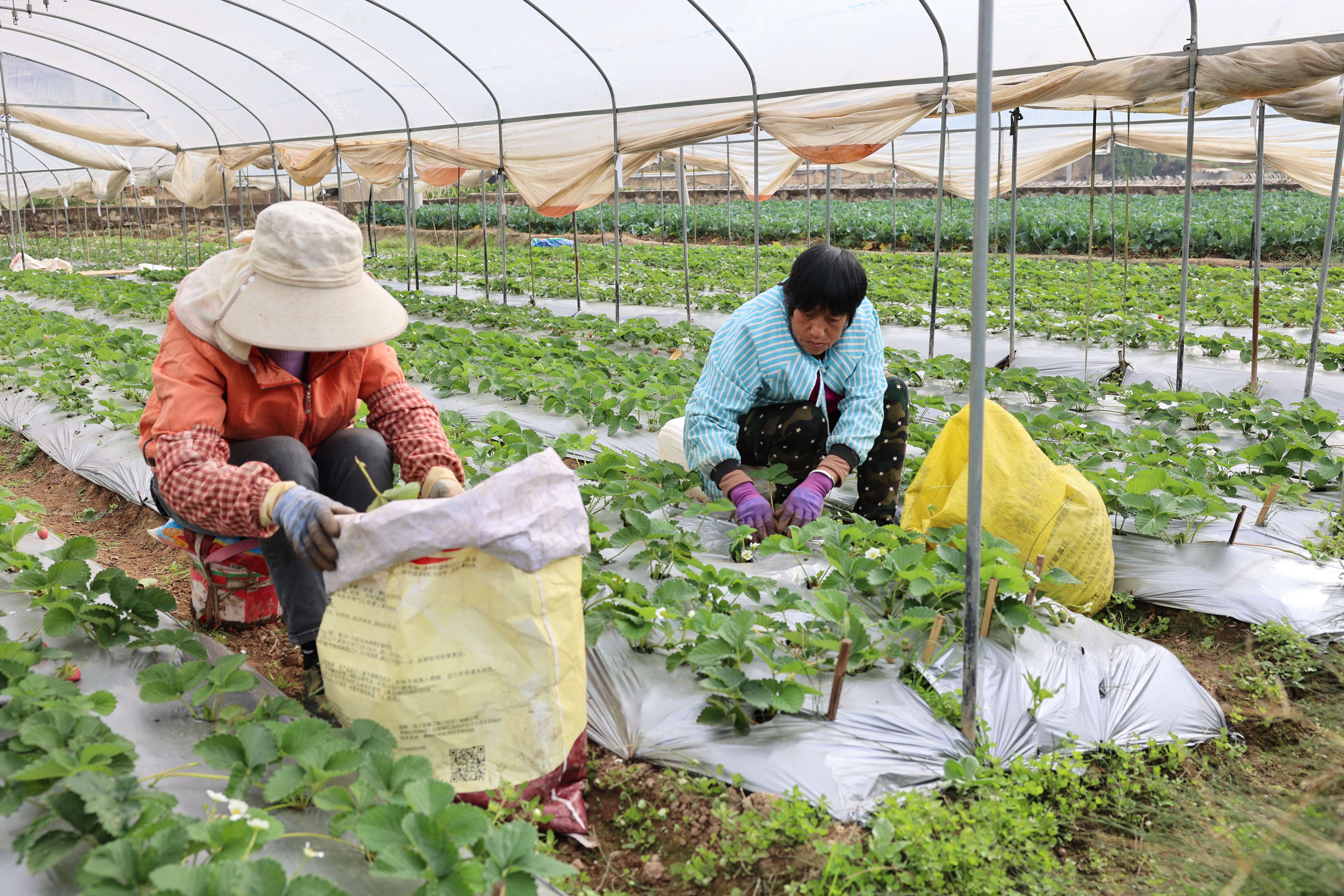 村民在草莓地里干活。郭艳波摄。.JPG