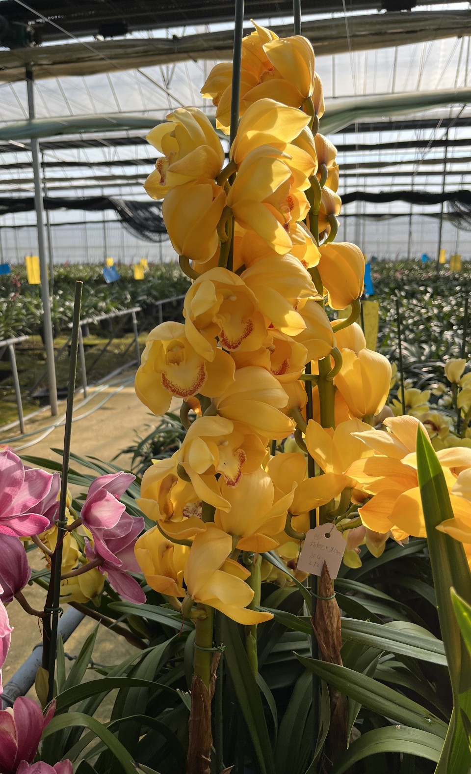 黄色大花惠兰切花。.jpg