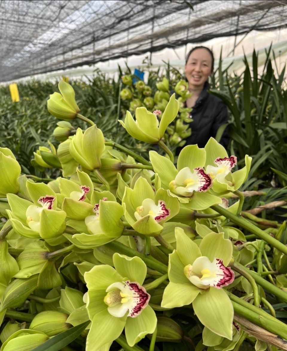 绿色大花惠兰切花。.jpg