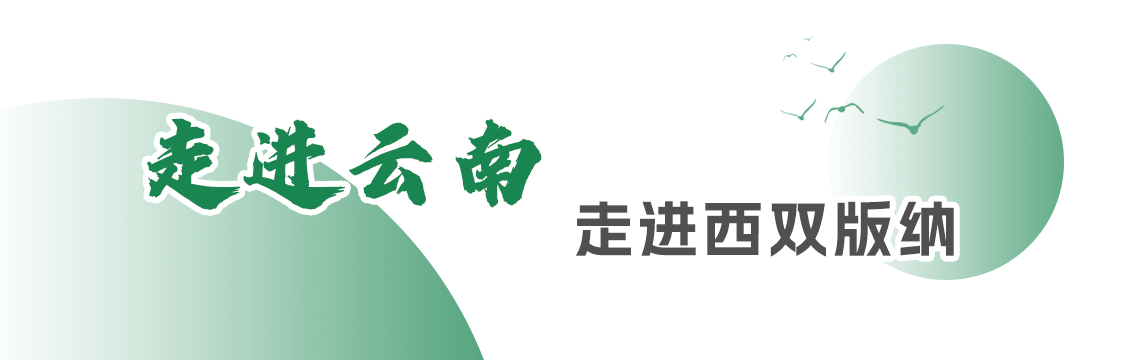 全国知名影视专家“看”云南