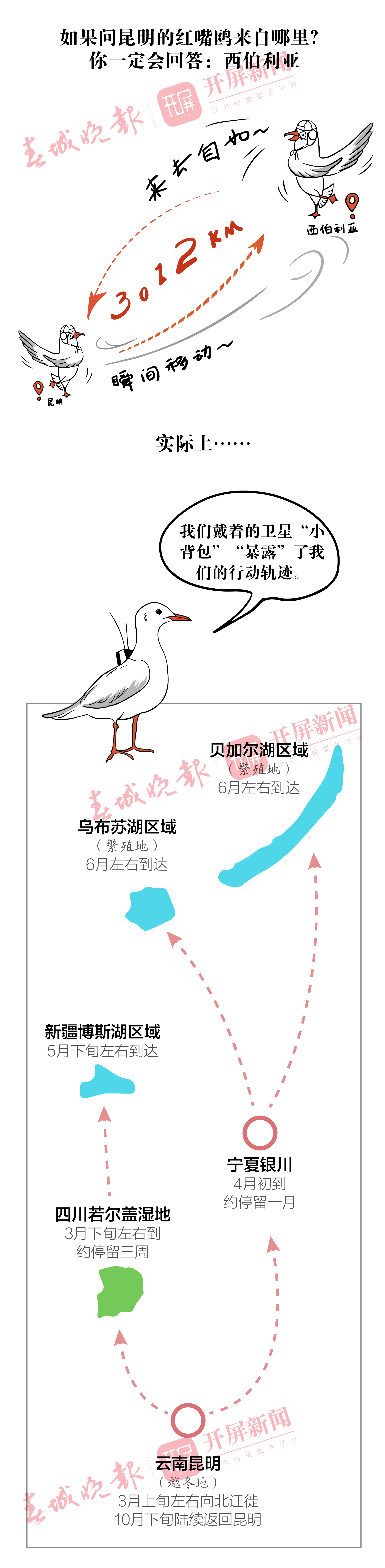 关于海鸥你不知道的冷知识3